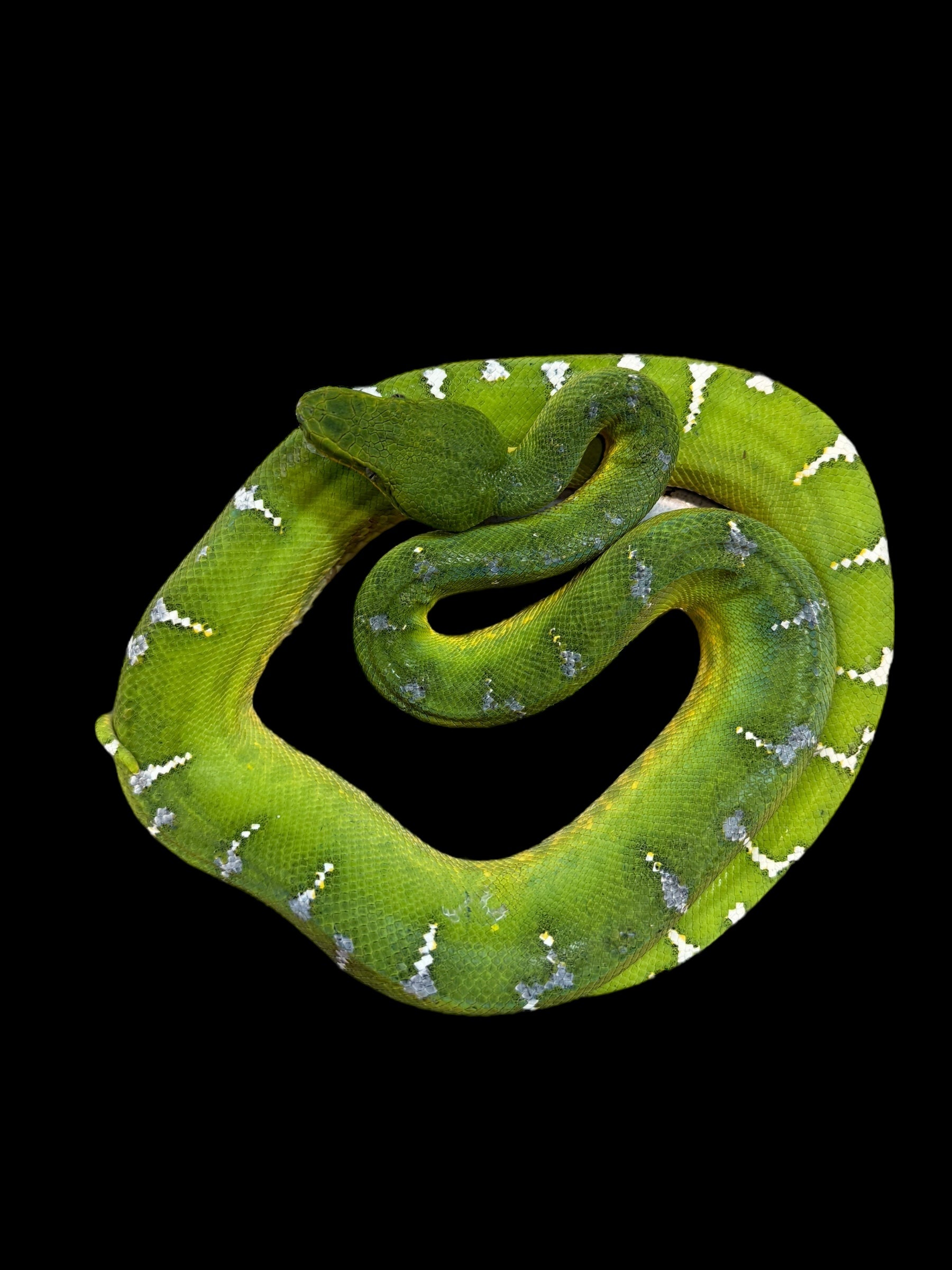 Emerald Tree Boa (Guyana)