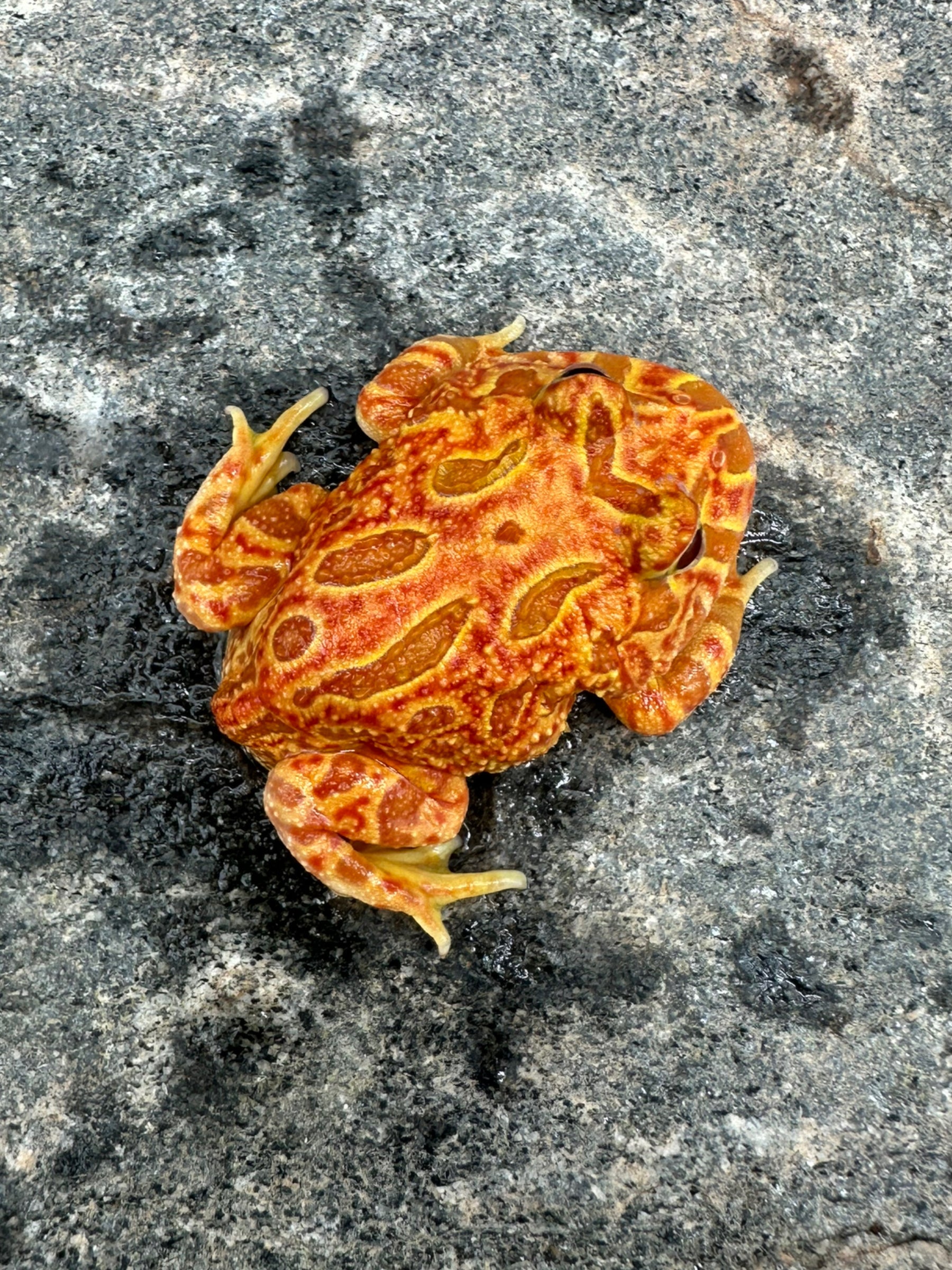 Pacman Frog (Strawberry)