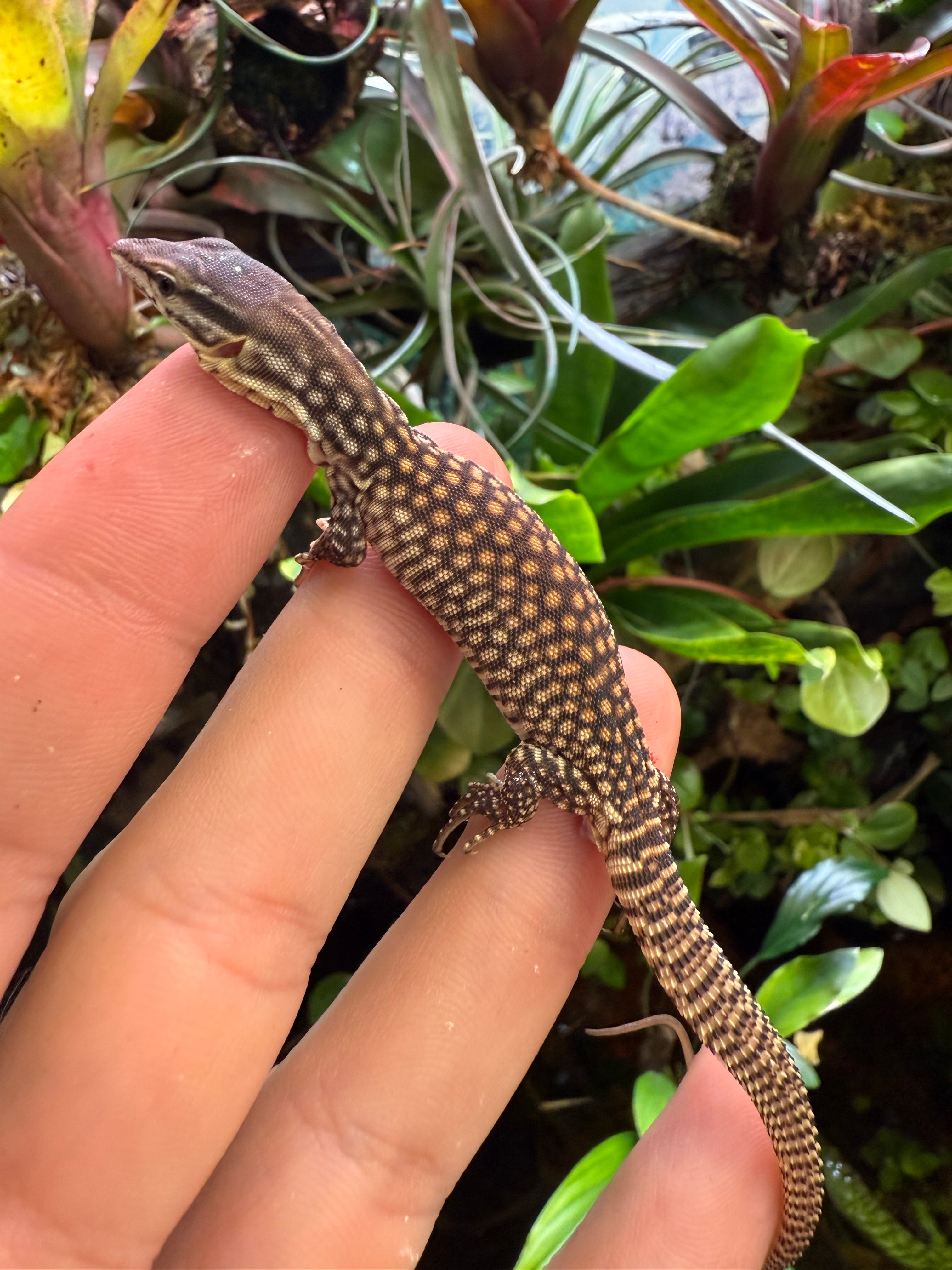Yellow Ackie Monitor (Varanus acanthurus)
