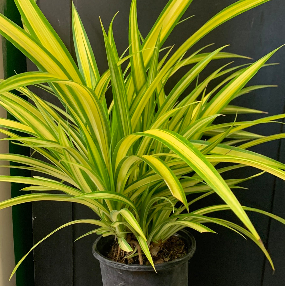 Pin à vis de Veitch