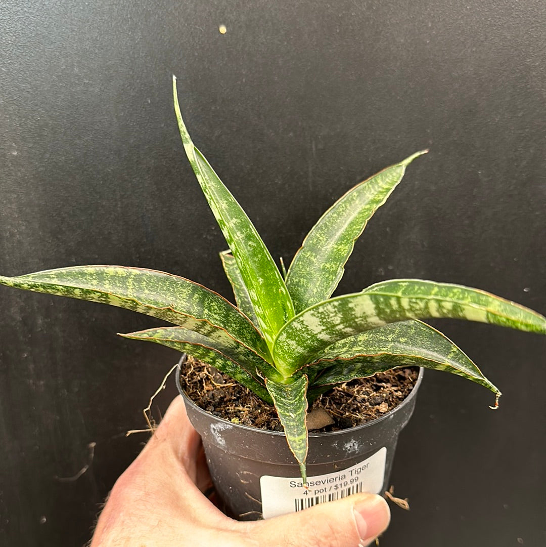 sansevieria tiger eyes Sansevieria Tiger