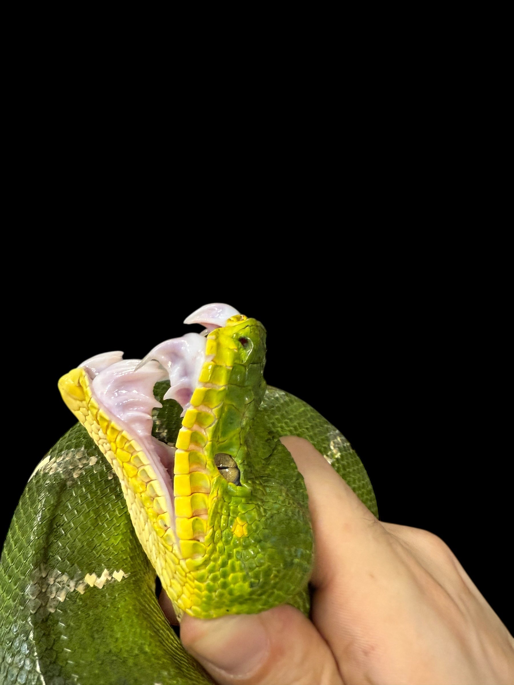 Emerald Tree Boa (Guyana)