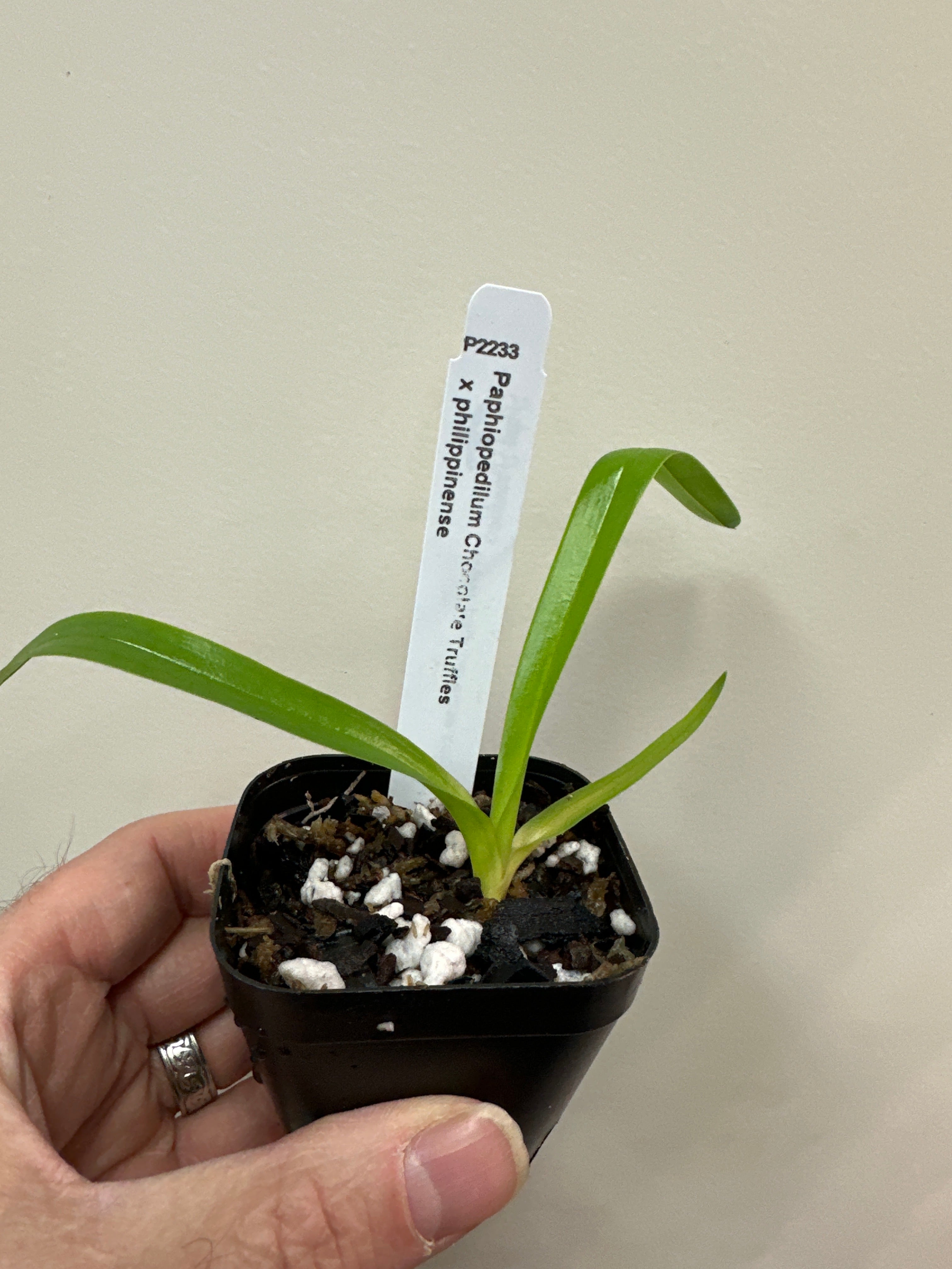 Truffes au chocolat Paphiopedilum x philippinense