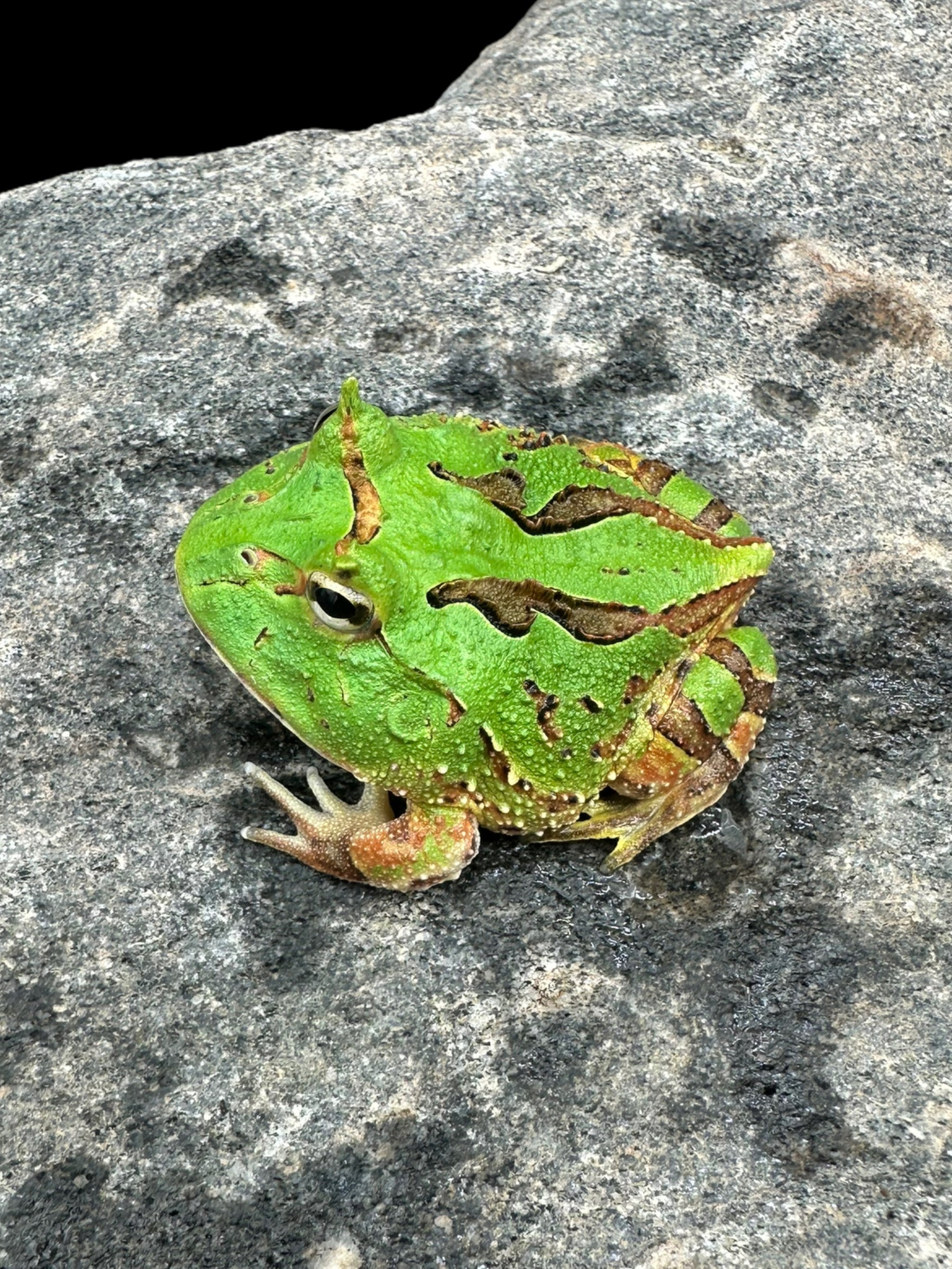 Fantasy Horned Frog (C. cranwelli x C. cornuta) (Green)