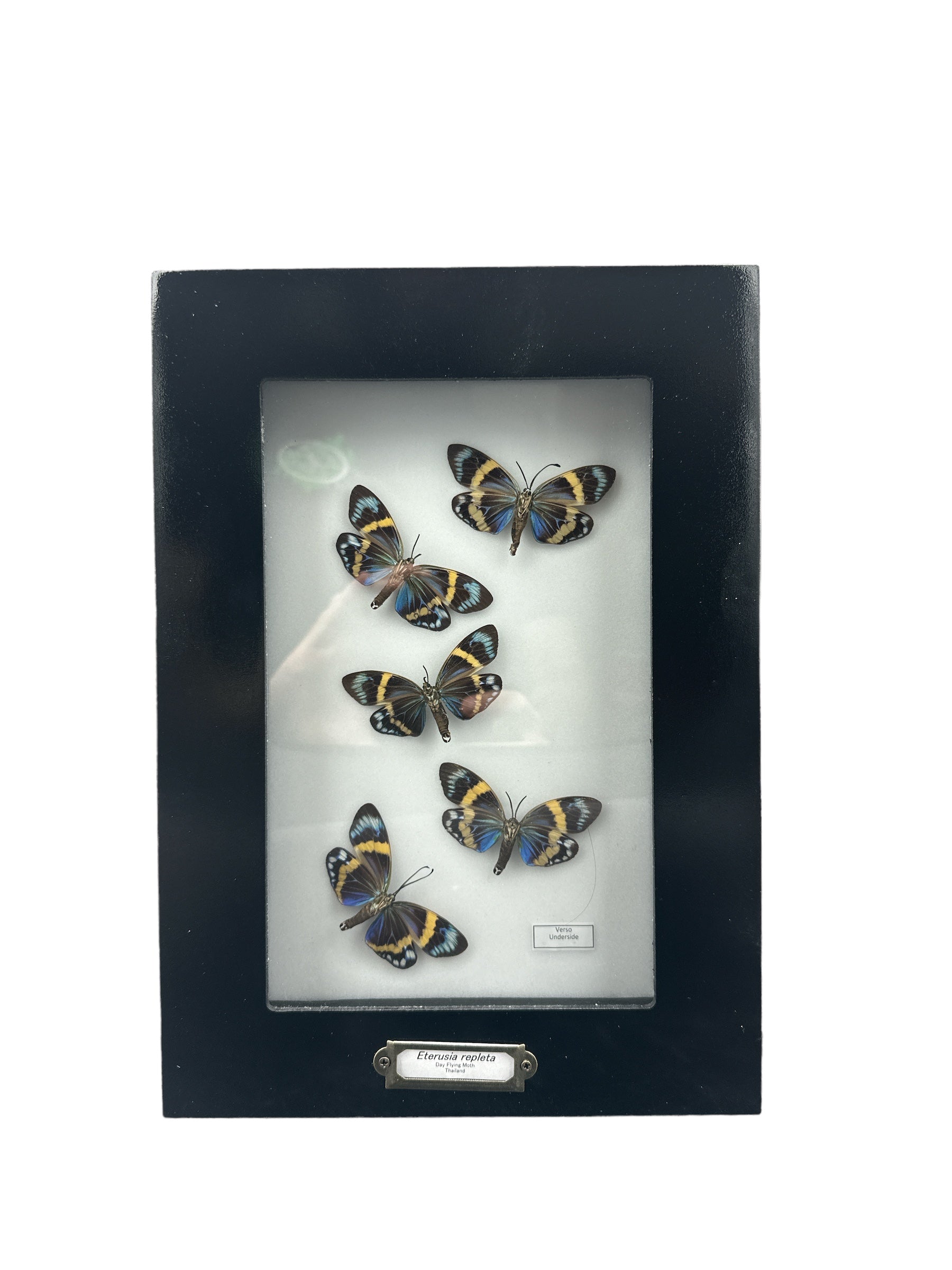 Papillon forestier diurne - Dessous x5 (Eterusia repleta) - Cadre 5x9"