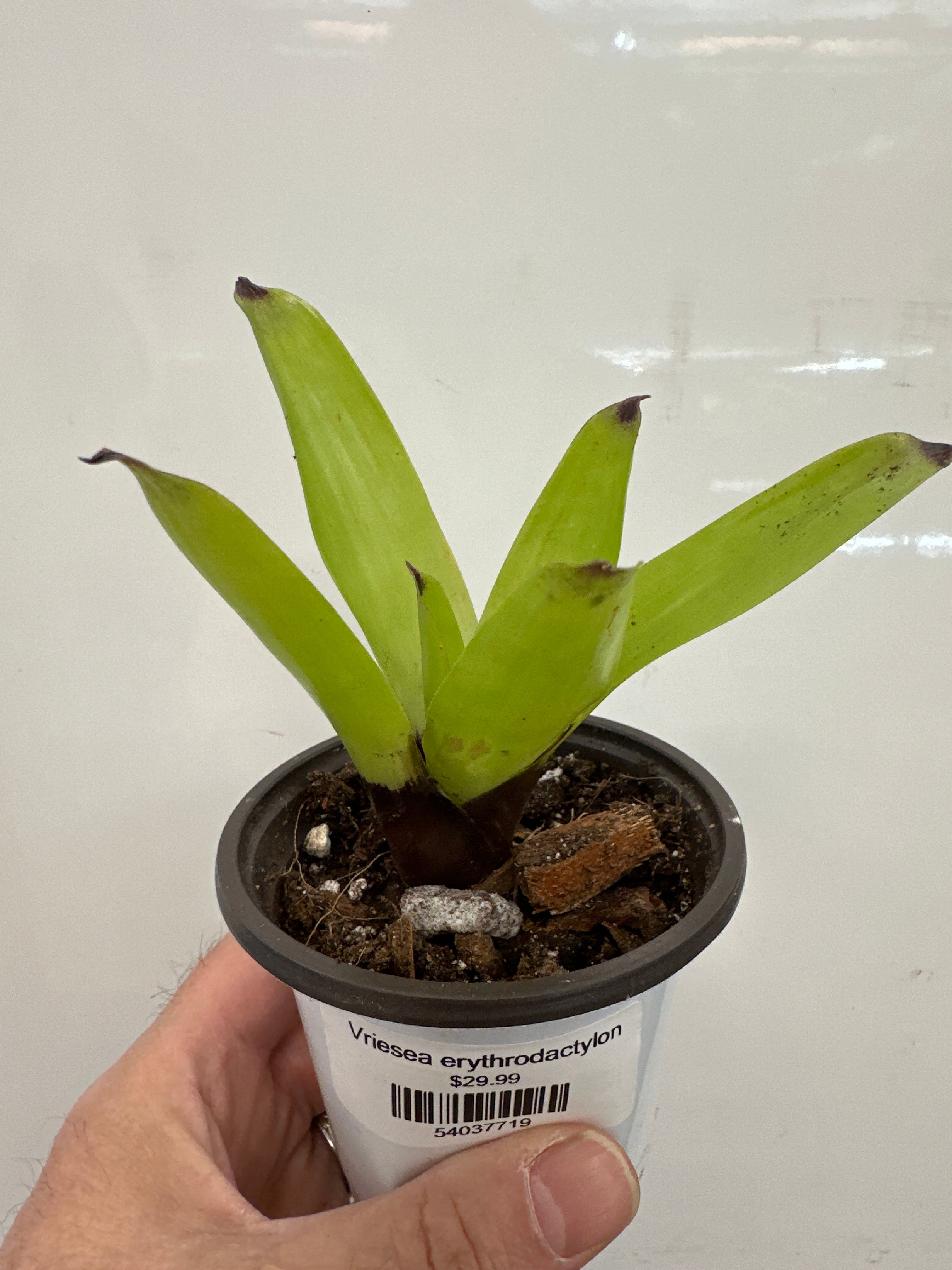 Vriesea erythrodactylon