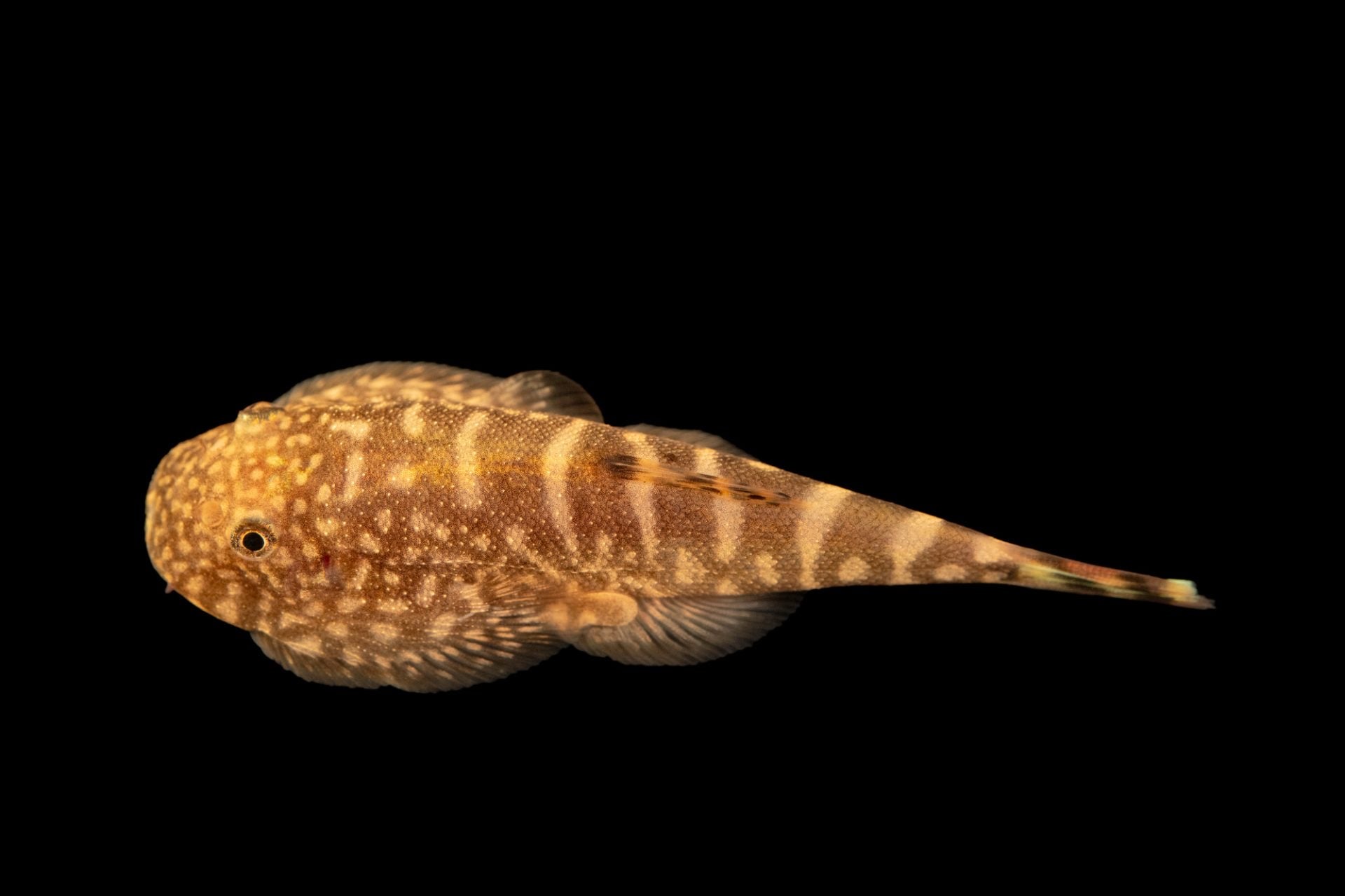 Loche ocellée des ruisseaux