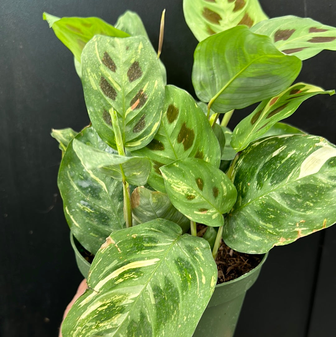 Plante de prière panachée (Beauty Kim)