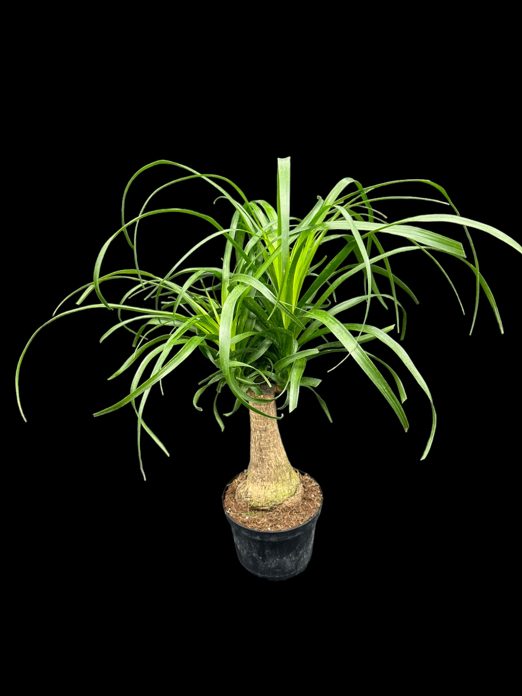 Ponytail Palm