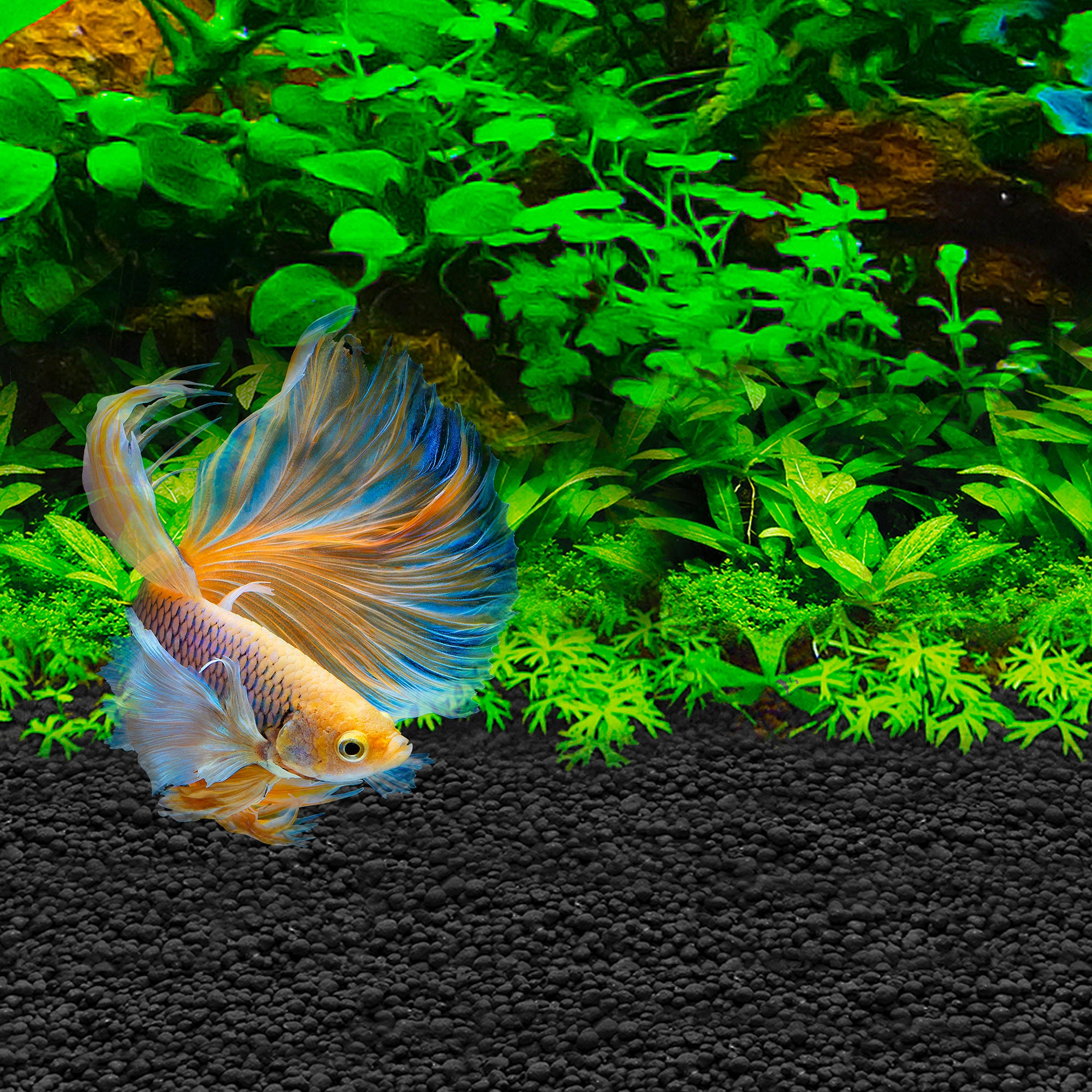 Fluval Betta Stratum