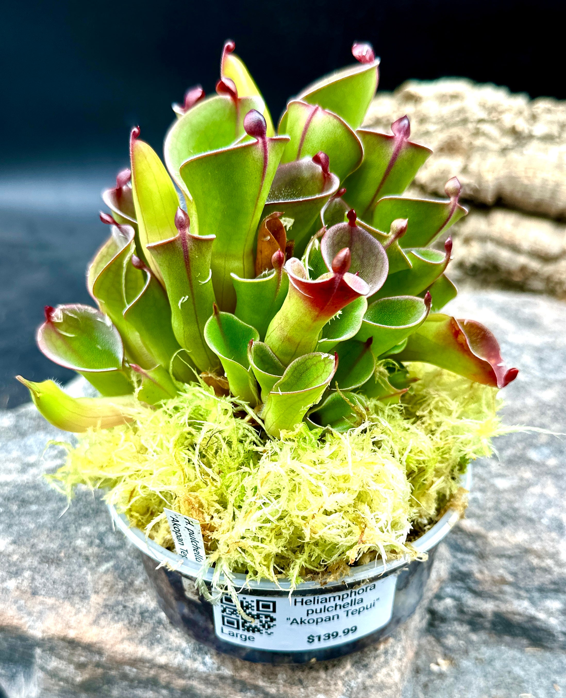 Heliamphora pulchella « Akopan Tepui »