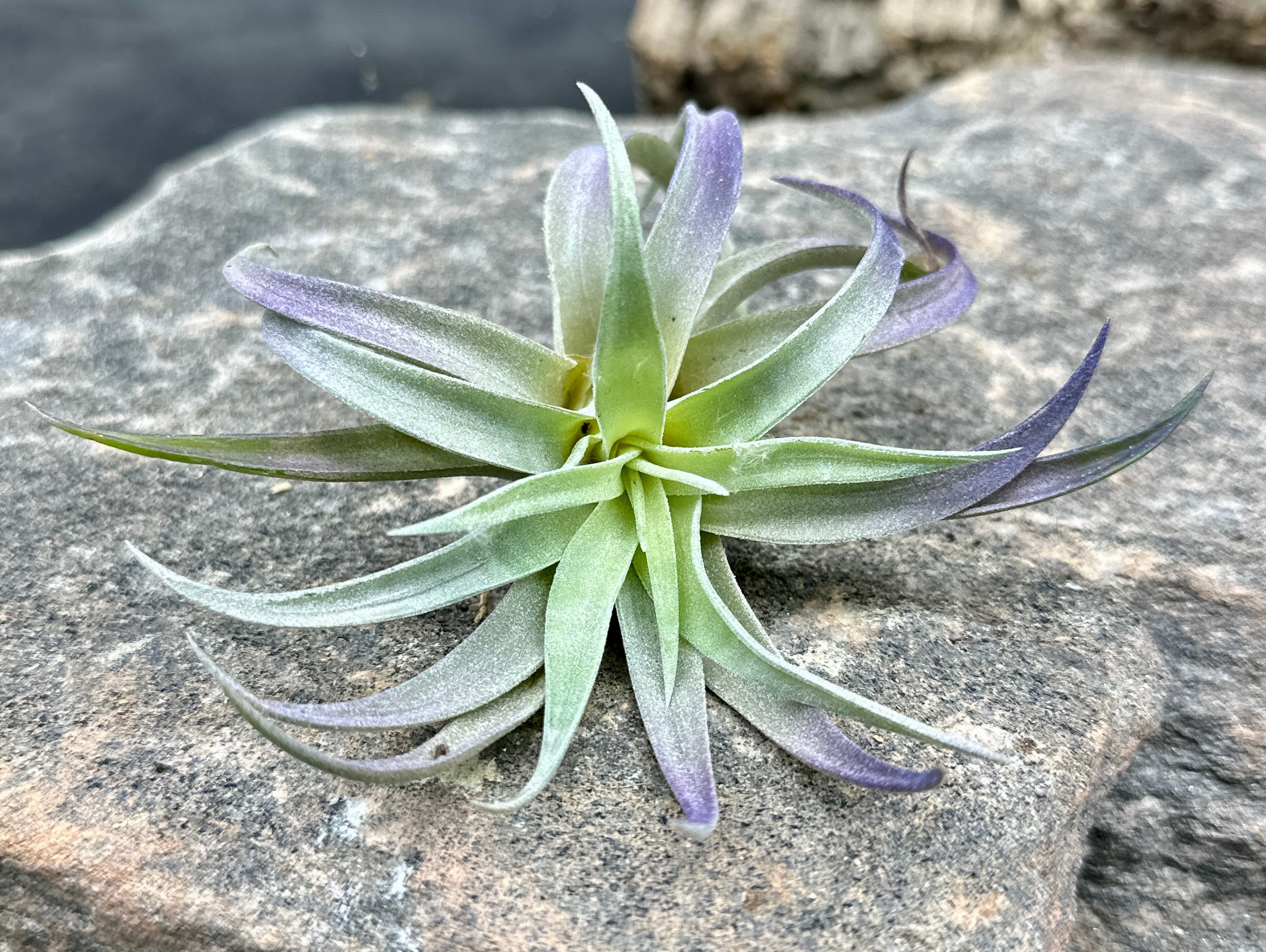 Tillandsia plagiotropica
