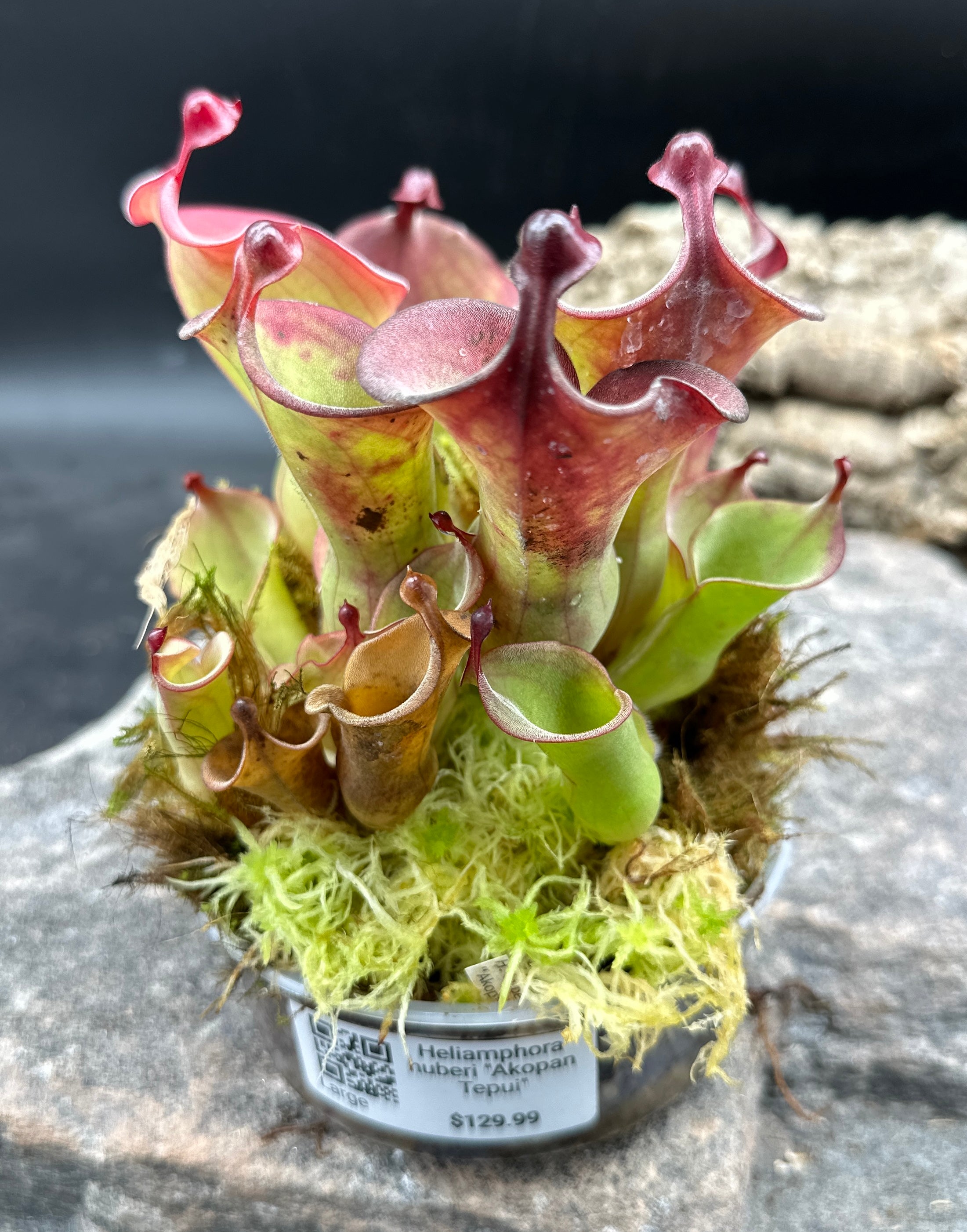 Héliamphora huberi "Akopan Tepui"