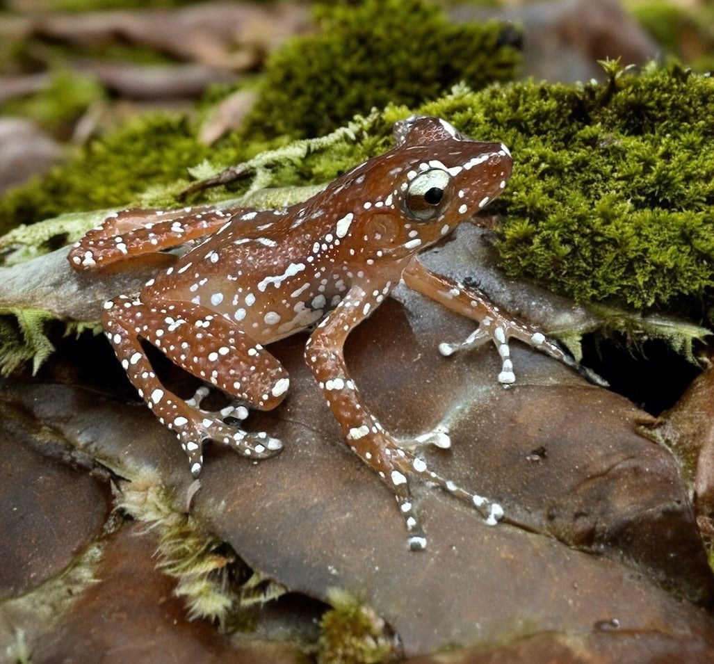Cinnamon Tree Frog