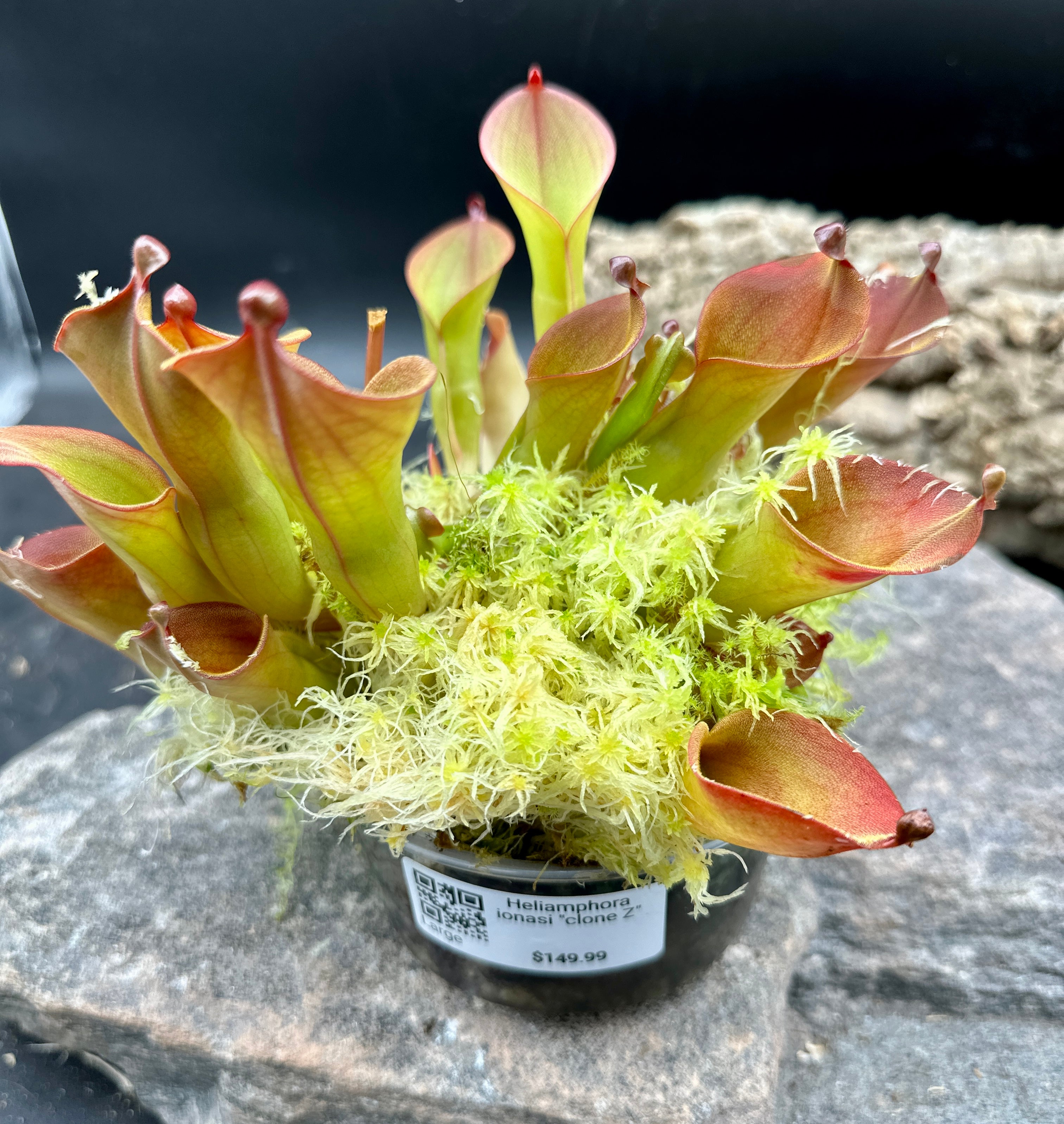 Heliamphora ionasi « clone Z »