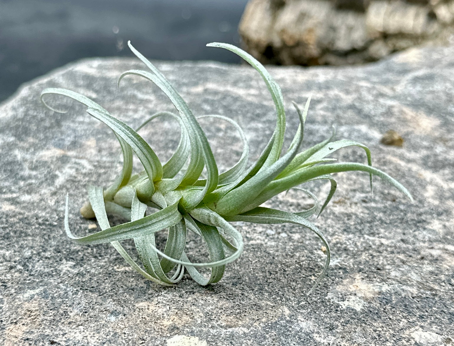 Tillandsia nana