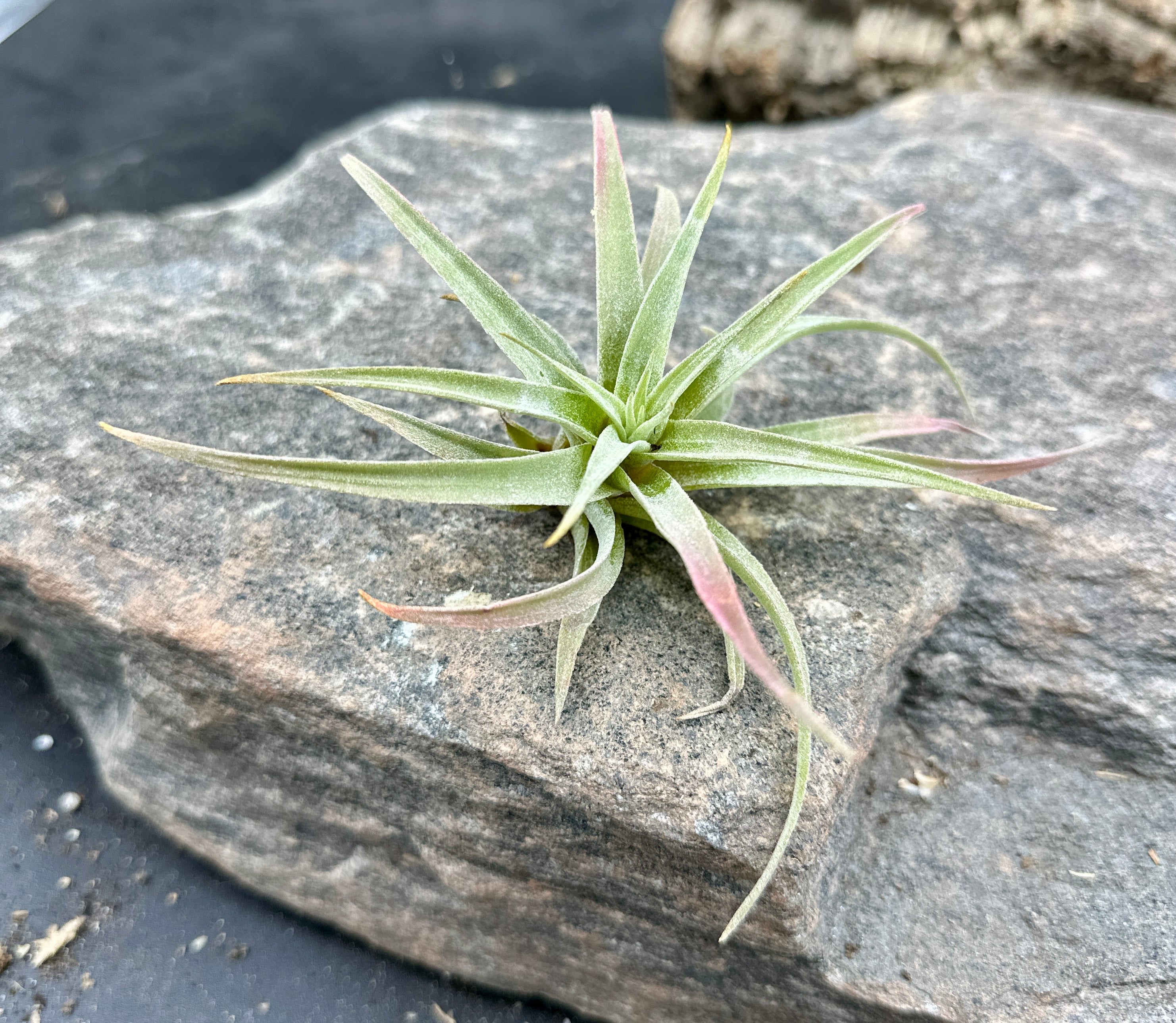 Tillandsia hondurensis