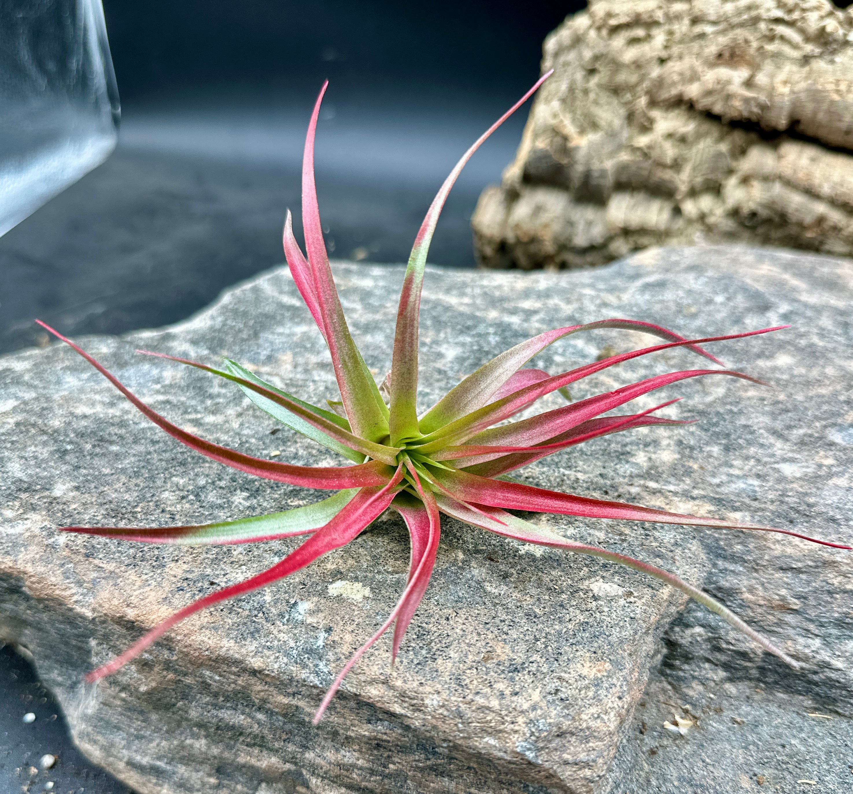 Tillandsia brachycaulos var abdita