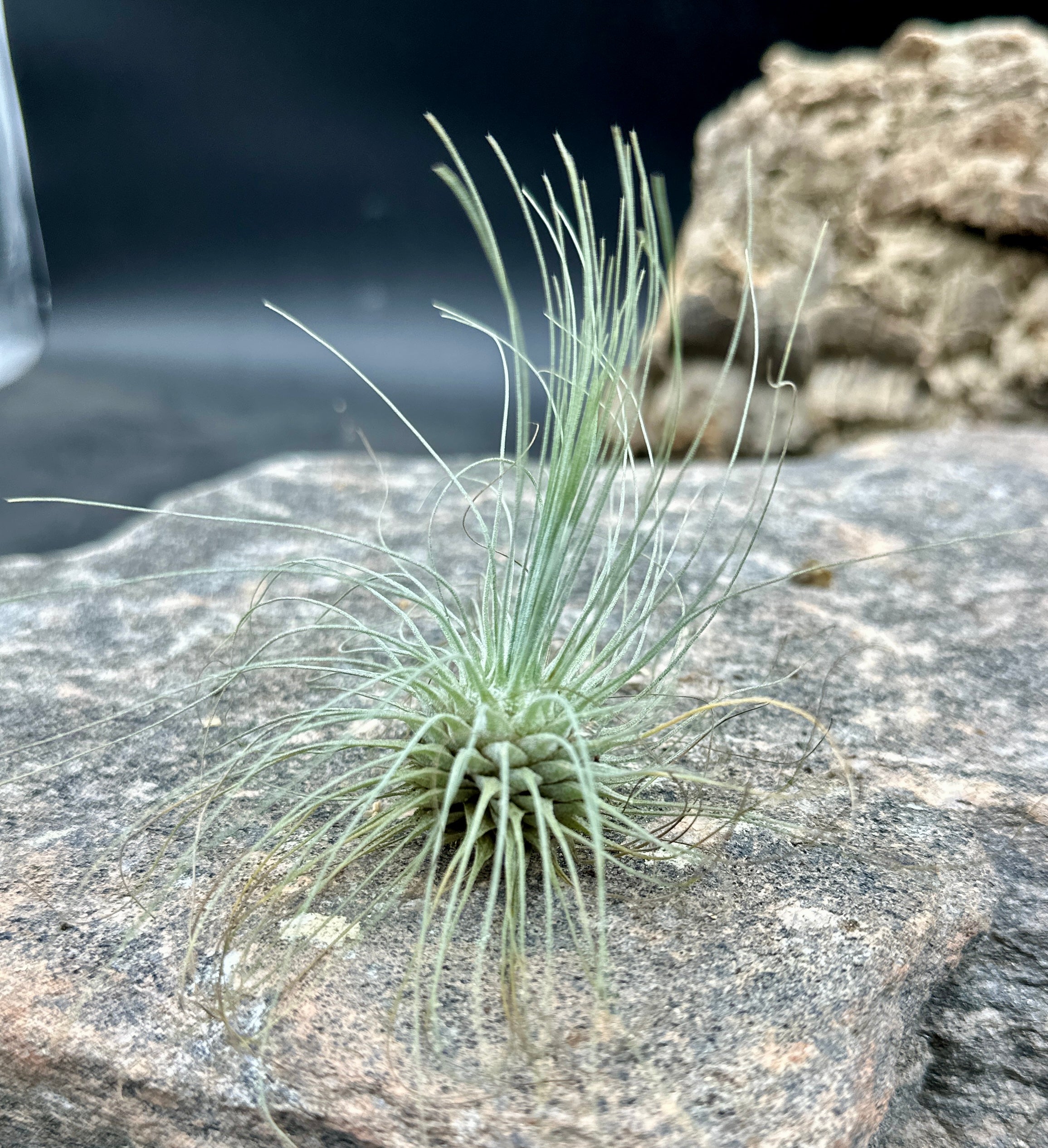 air plant argentea tillandsia Tillandsia argentea