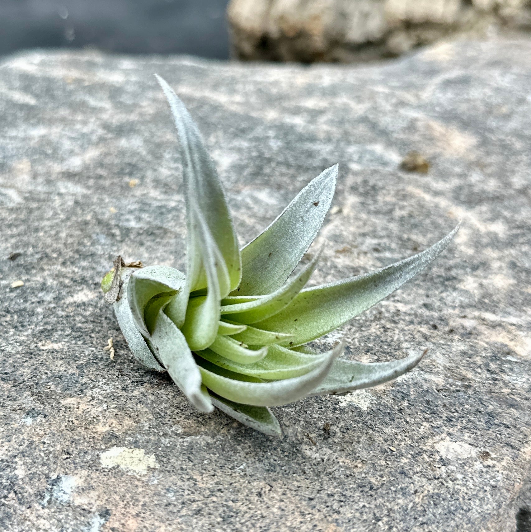 Tillandsia harrisi