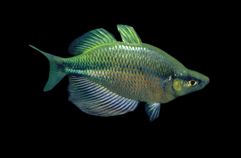 Arc-en-ciel émeraude (Glossolepis wanamensis)