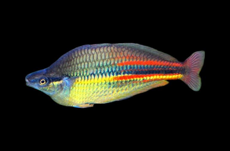 Melanotaenia affinis 'Pagwi'