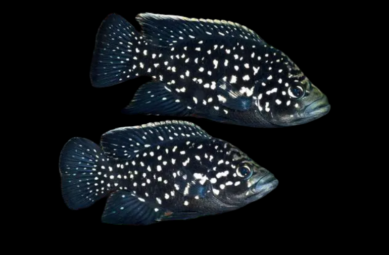 Paratilapia bleekeri "Andapa"