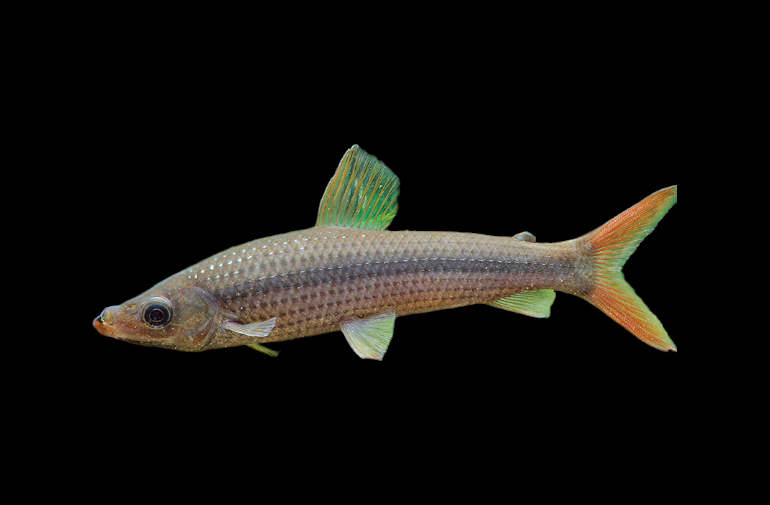 Pseudanos winterbottomi