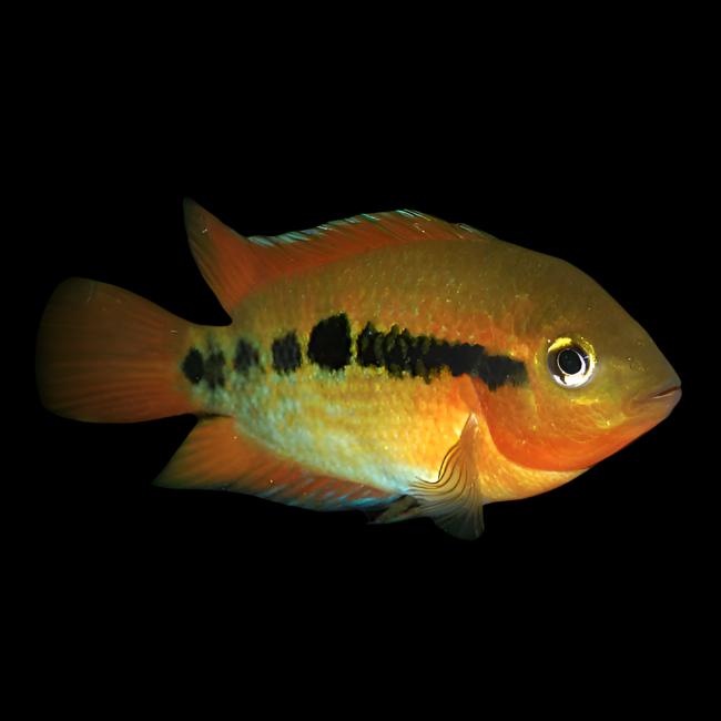 Cichlidés arc-en-ciel