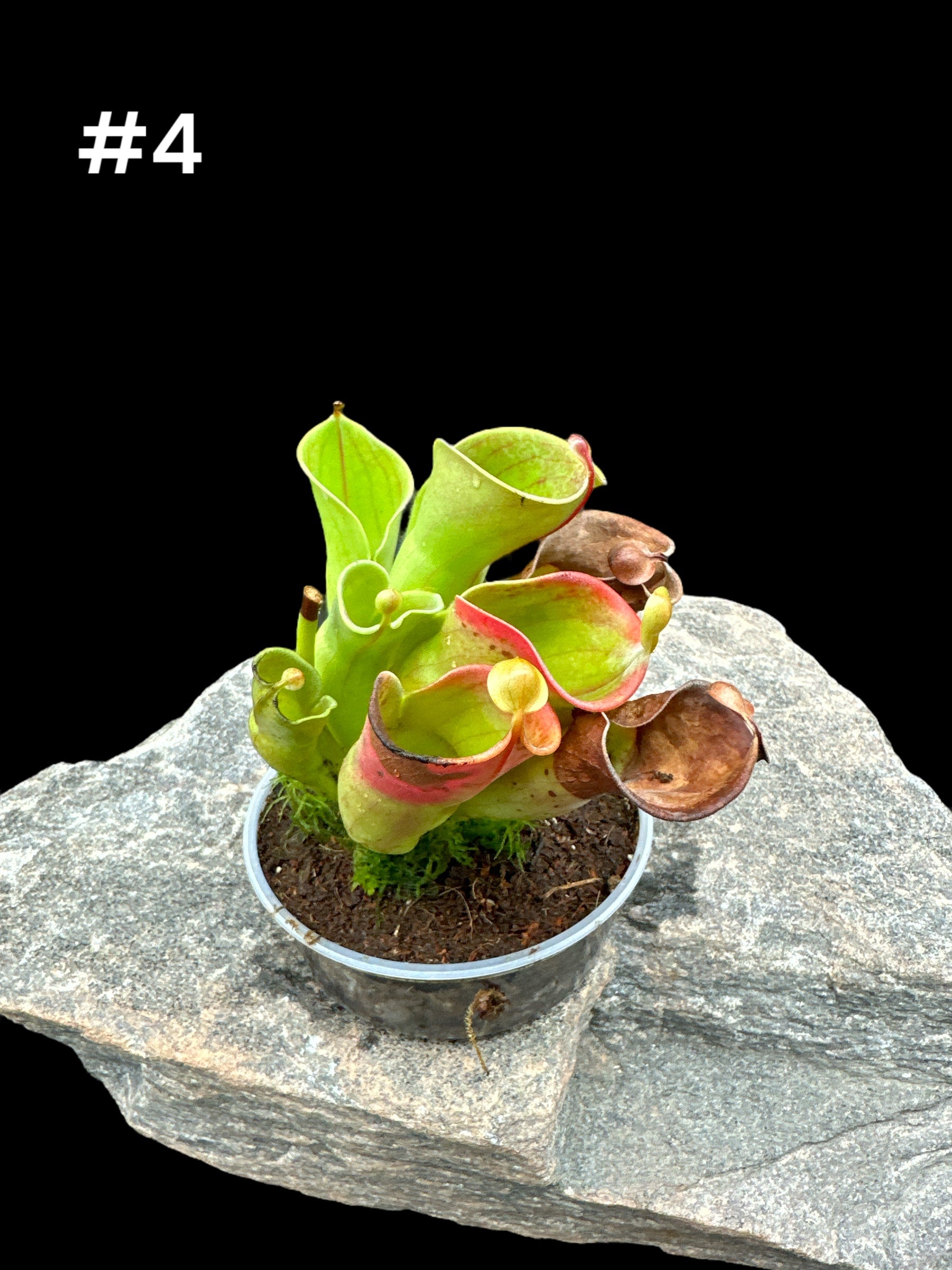 Heliamphora minor 'Géante rouge'