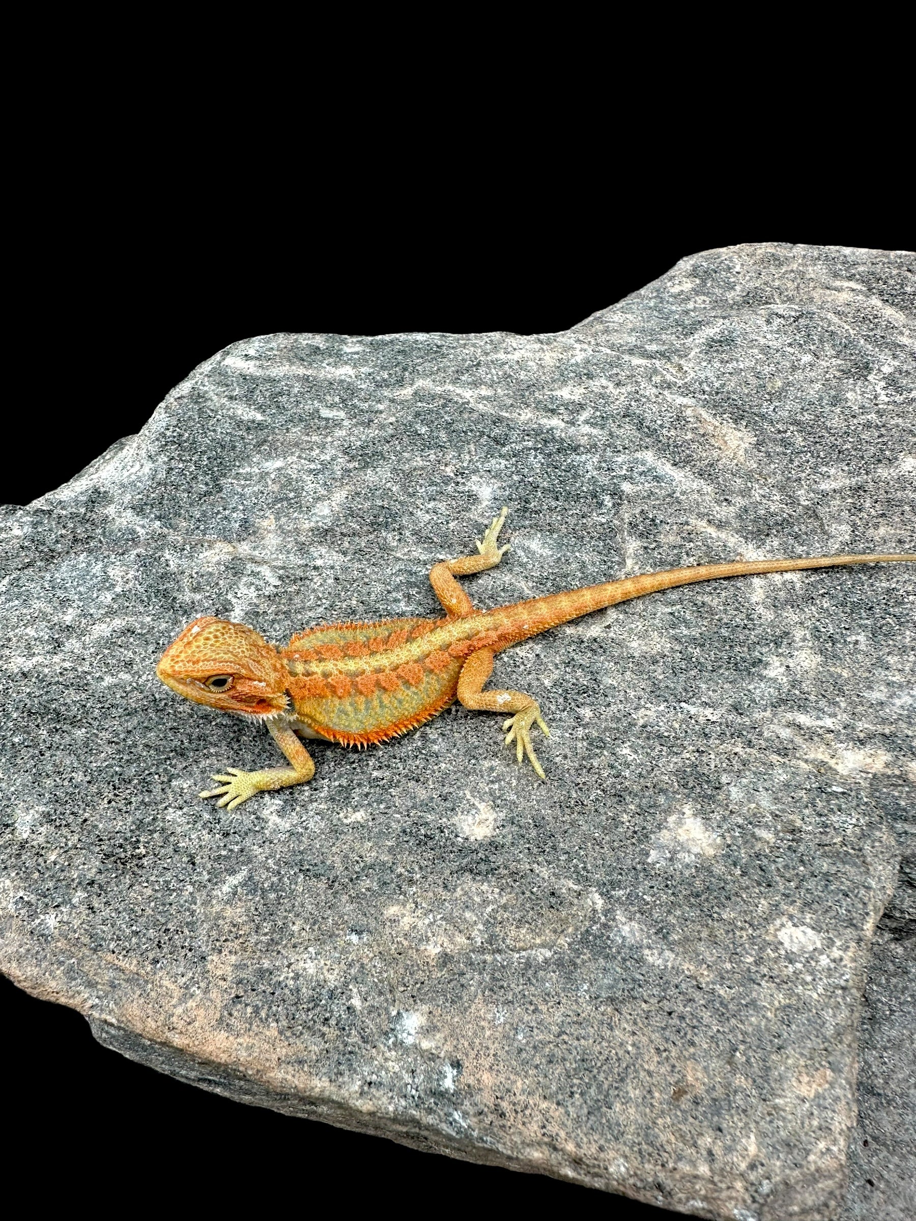 Bearded Dragon (Translucent High Colour)
