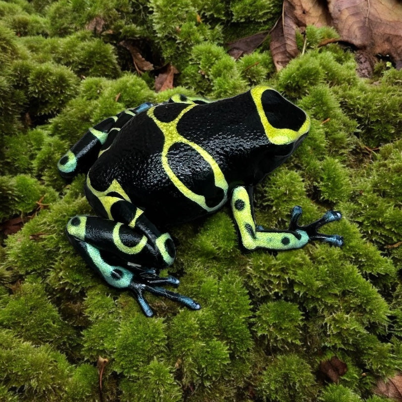 Dendrobates leucomelas « Pied bleu »