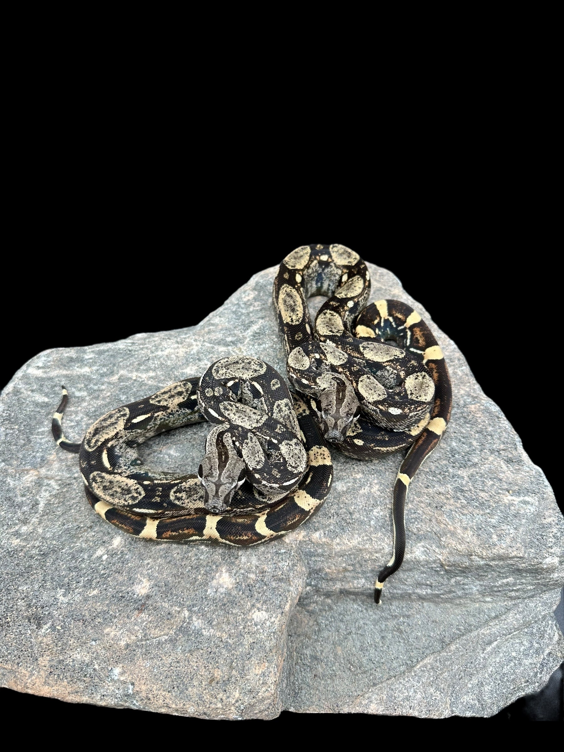 Reptile - Livestock/All Snakes/All Boas/Boa Constrictor Sp. – Page 2