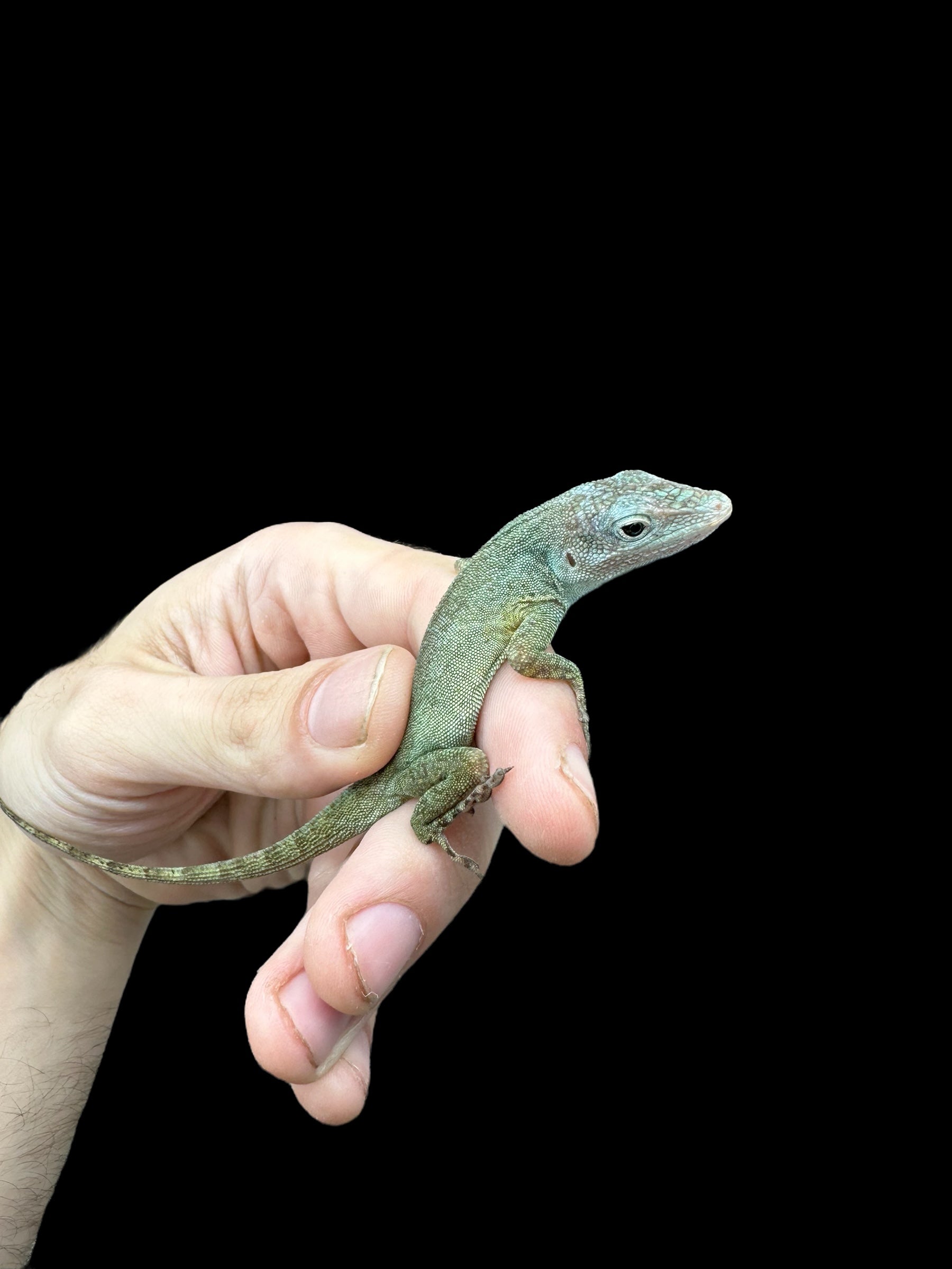Morne Constant Anole (Anolis ferreus) males only