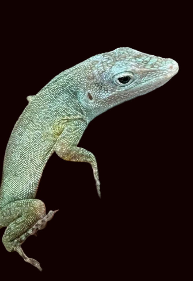 Anolis de la Morne Constant (Anolis ferreus)