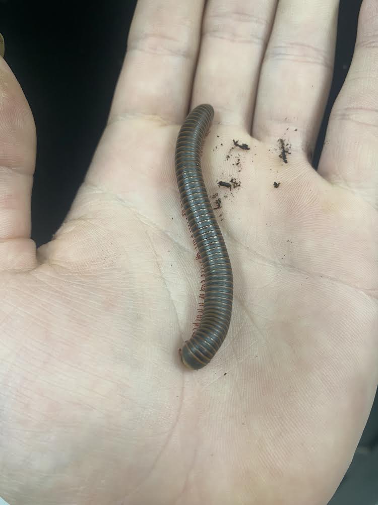 Mille-pattes géant d'Amérique du Nord - Narceus americanus