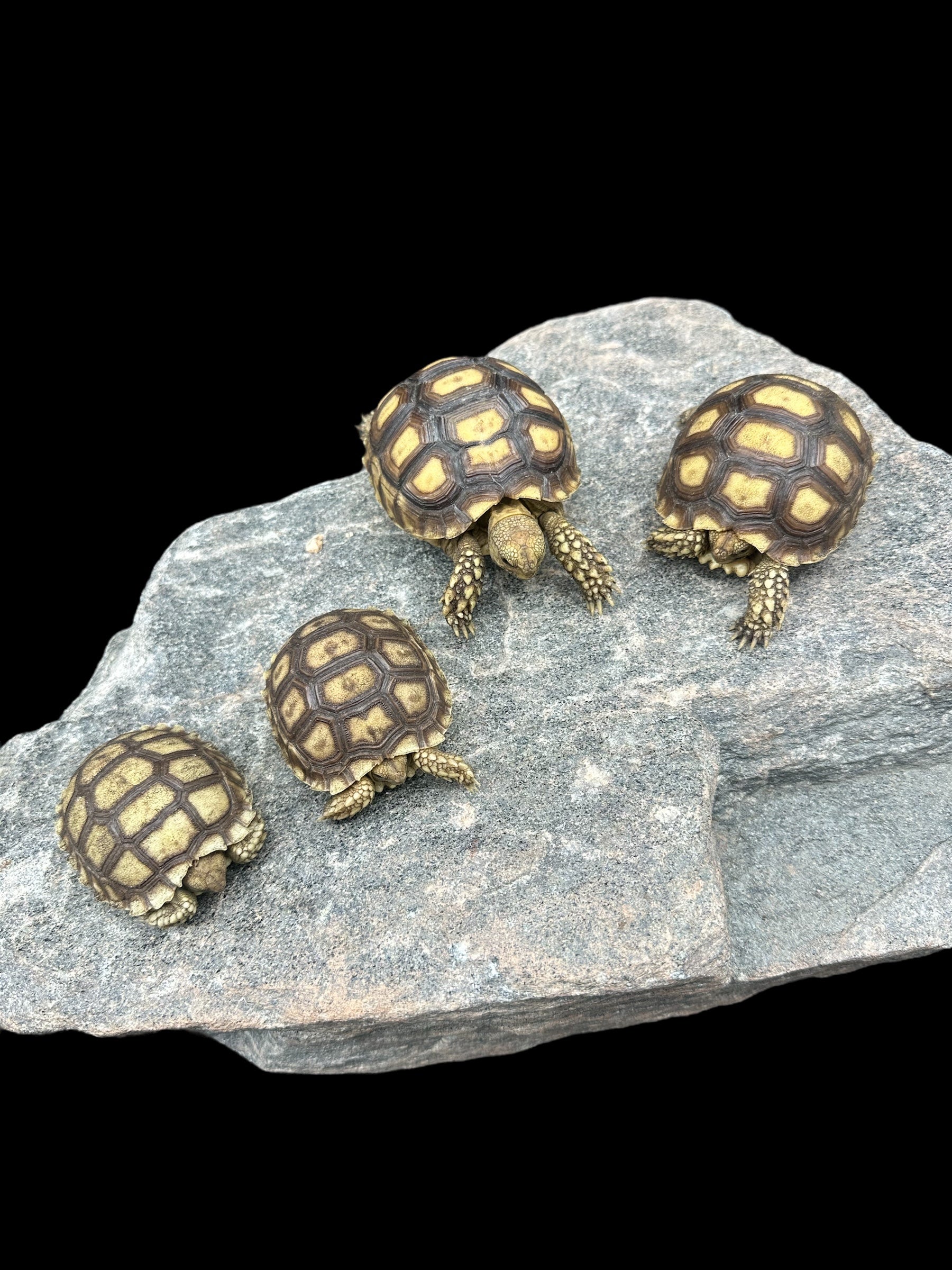 Sulcata Tortoise (Centrochelys sulcata)