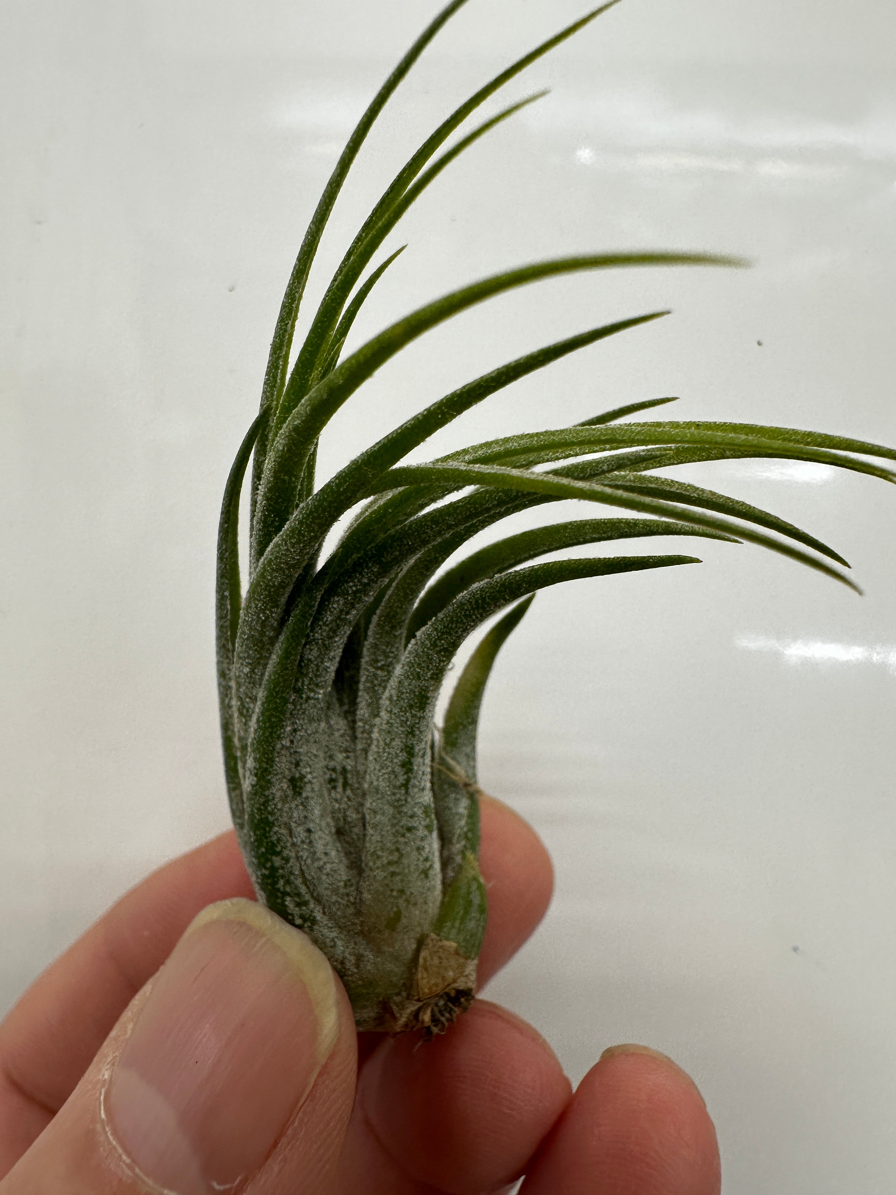 Tillandsia scaposa