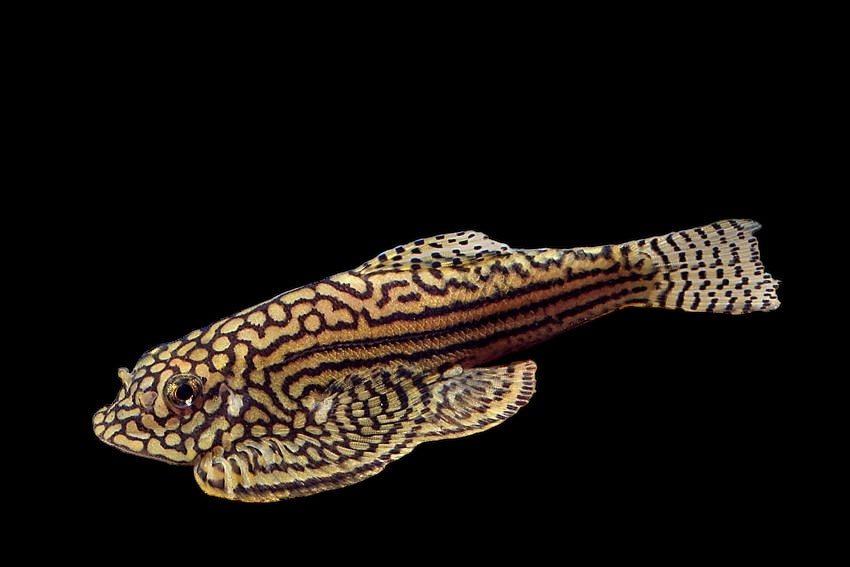 Loche de Hillstream à anneau d'or