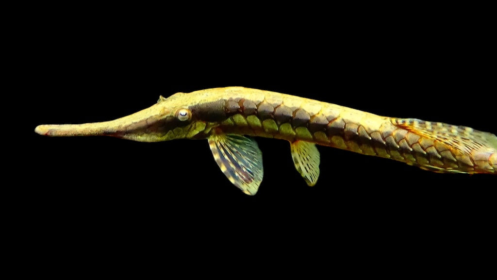 Poisson-chat brindille