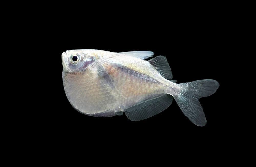 Hachette d'argent (Gasteropelecus sternicla)