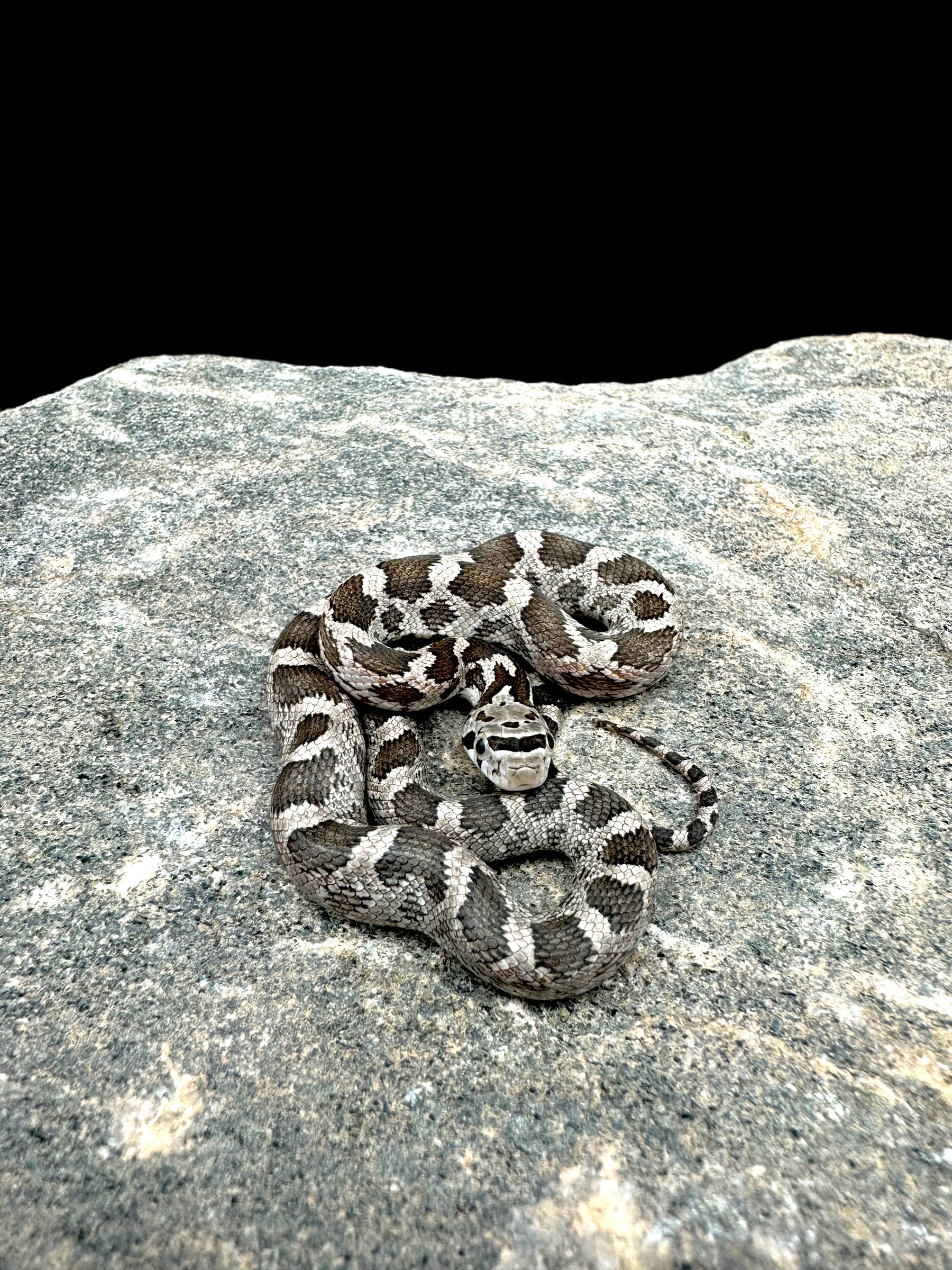 Texas Ratsnake (Normal)