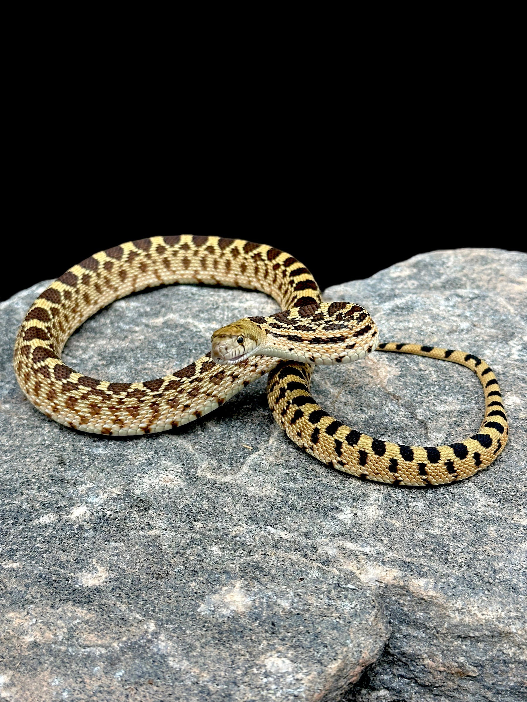 Couleuvre à ventre blanc albinos (Het Albino Whitesided Trumbower Hypo)