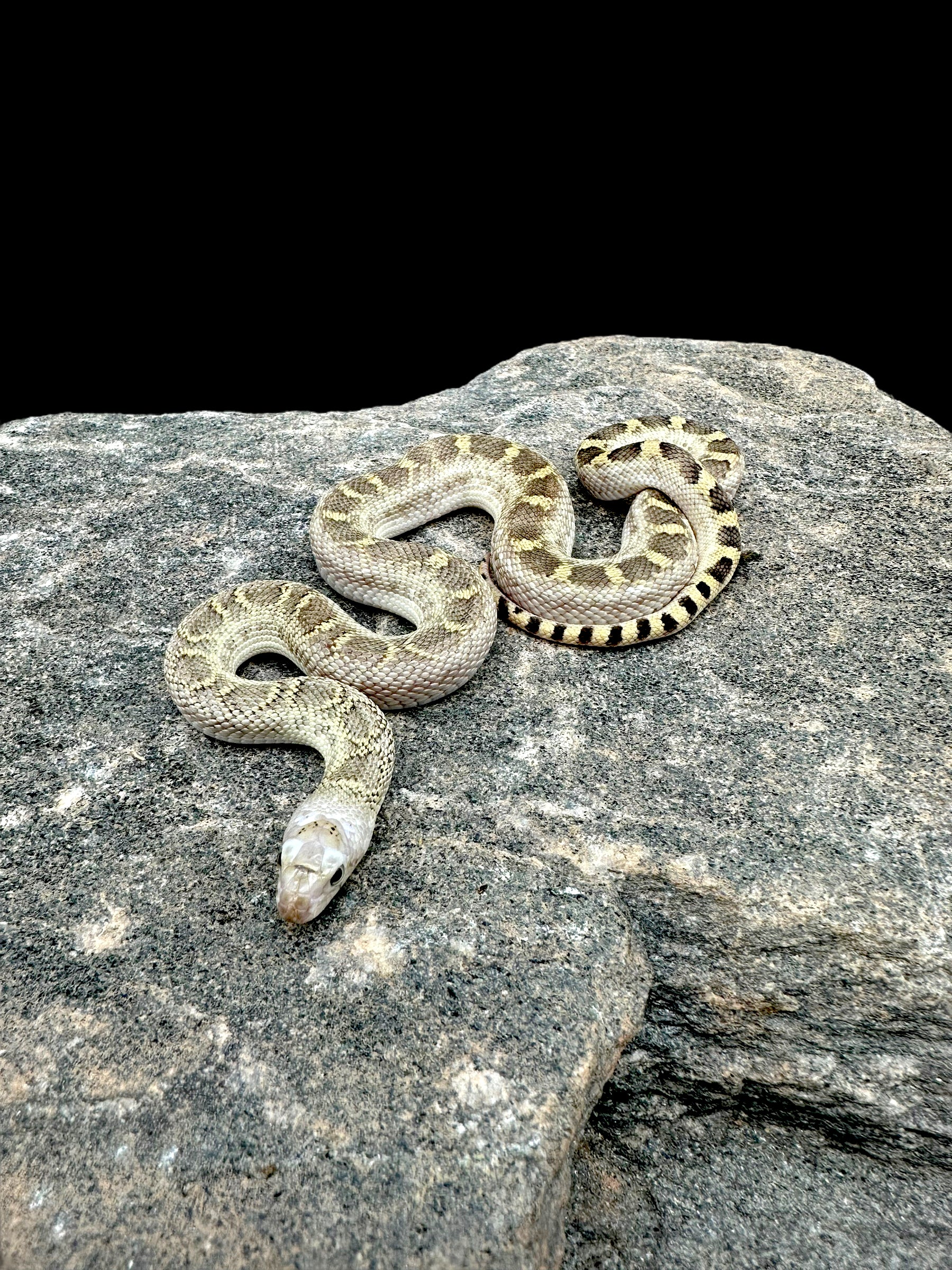 Couleuvre à flancs blancs (Whiteside Het Albino Trumbower Hypo)
