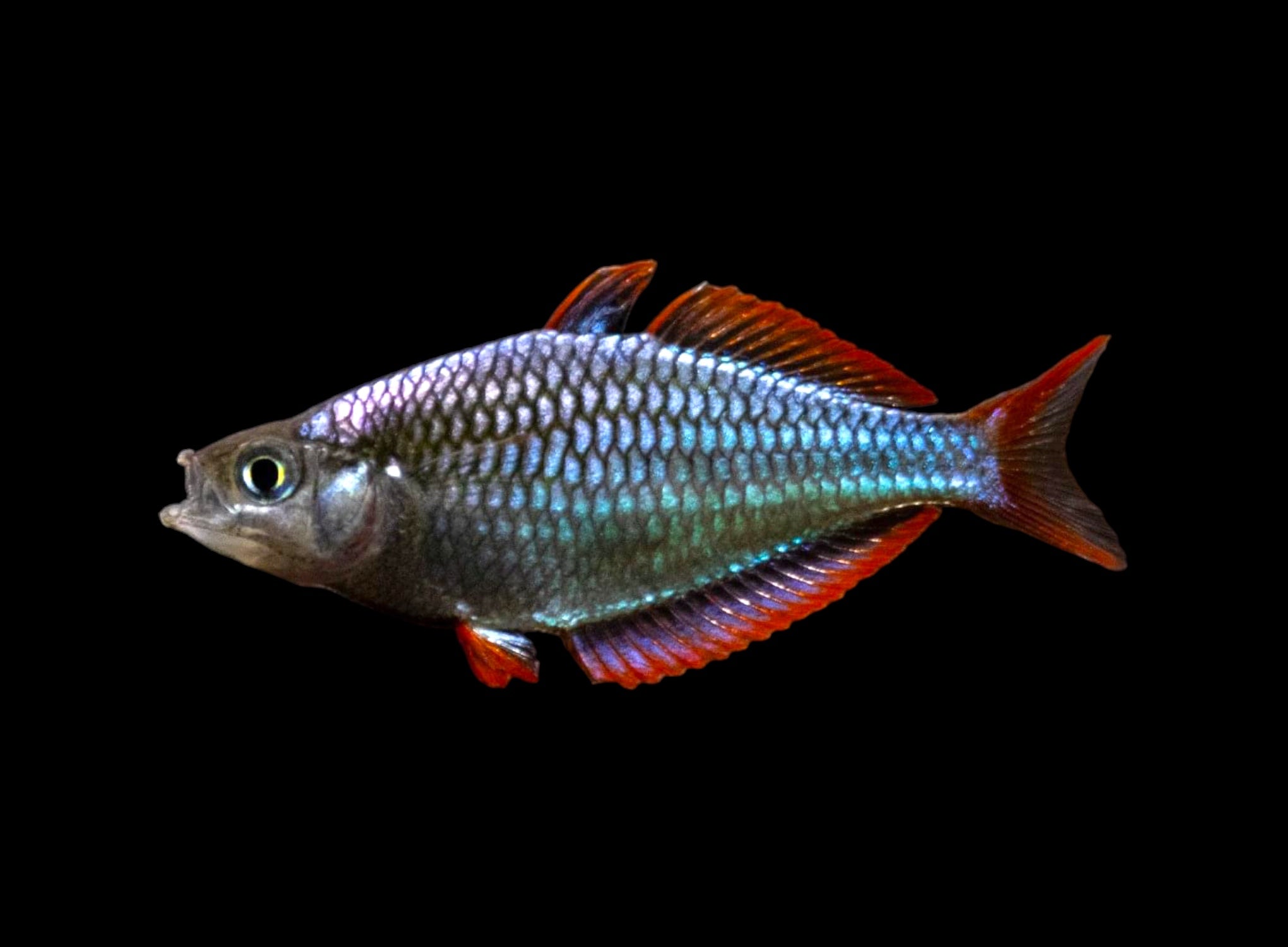 Arc-en-ciel néon nain