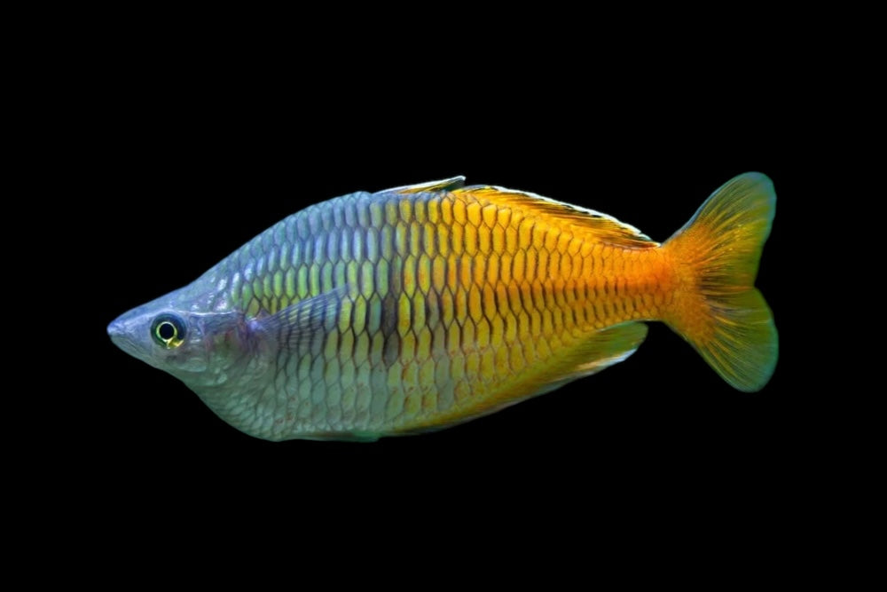 L'arc-en-ciel de Boeseman