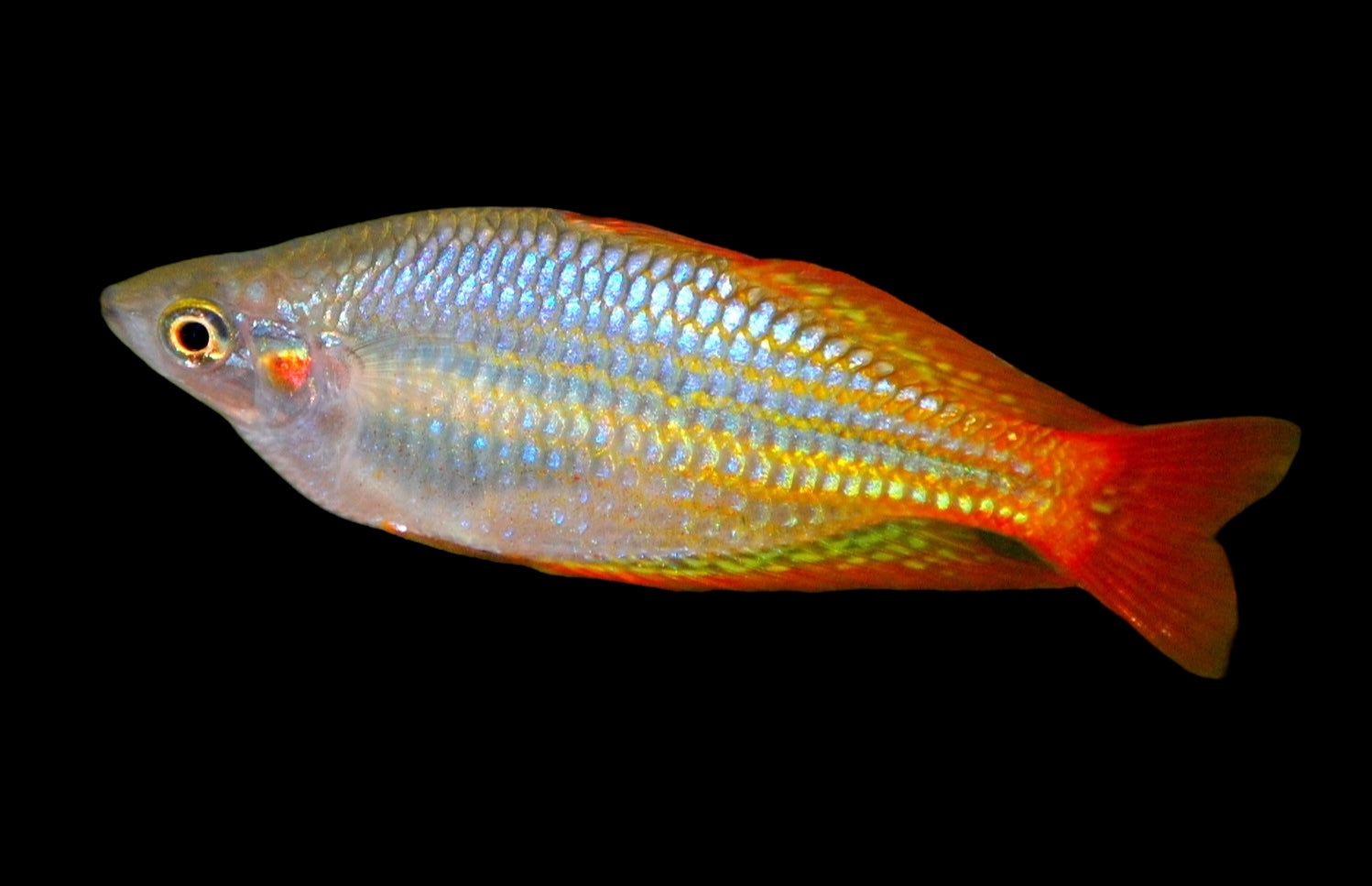 Melanotaenia splendida 'Deep Water Creek' (sélectionné localement !)
