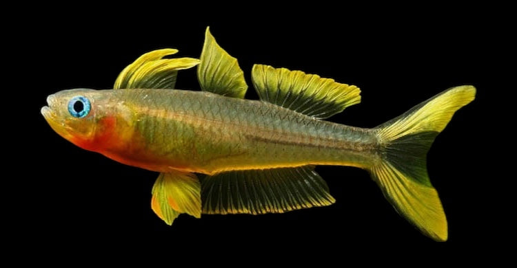 Forktail Blue Eye