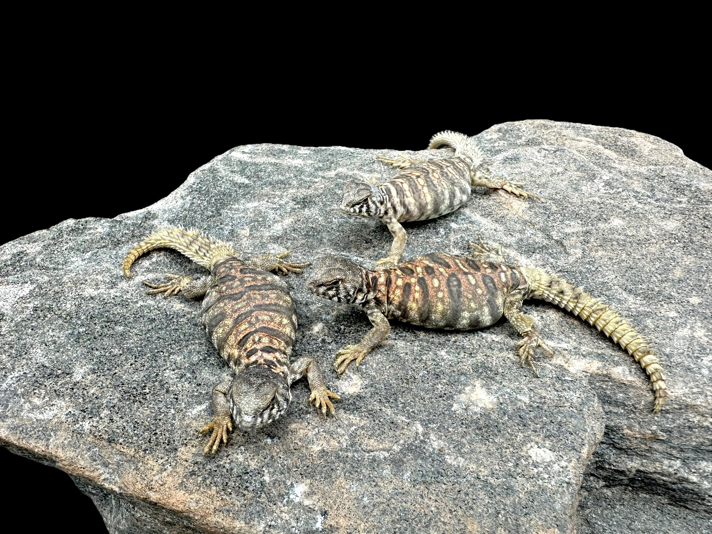 Ornate Uromastyx (Uromastyx ornata)