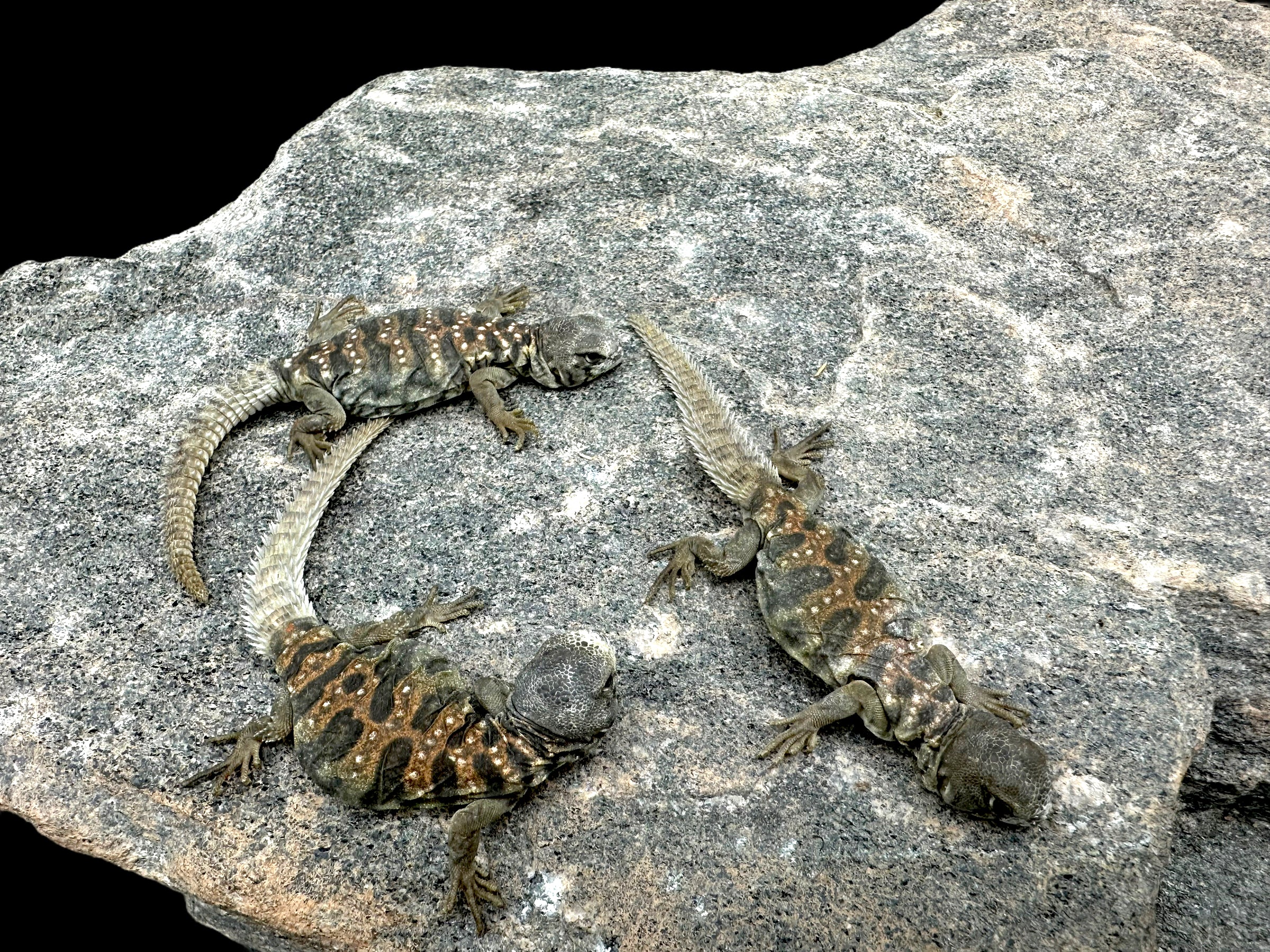 Uromastyx ocellé